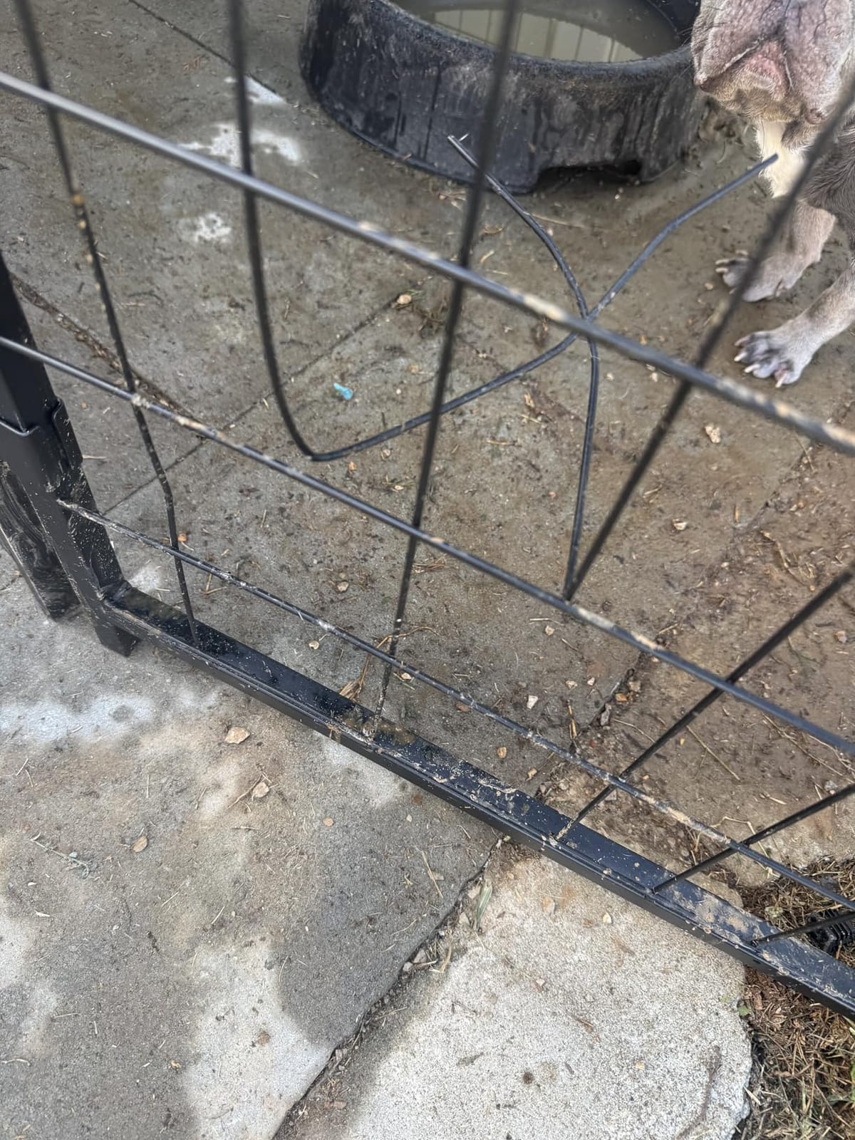 Dog Kennel Outdoor, Large Outside Dog Kennel with Roof & Swivel Feeders/Removable Doggy Door Allow Connecting Your Dog House, Heavy Duty Dog Run Pen for Medium/Large Dogs (8'L x 4'W x 6'H) customer photo 1