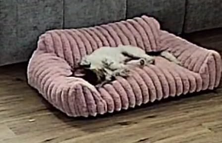 Cute Cat Couch Bed for Indoor Cats, Dog Beds for Small Dogs Couch, S, Grey | Dog Couch Bed with Removable Washable Cover customer photo 2