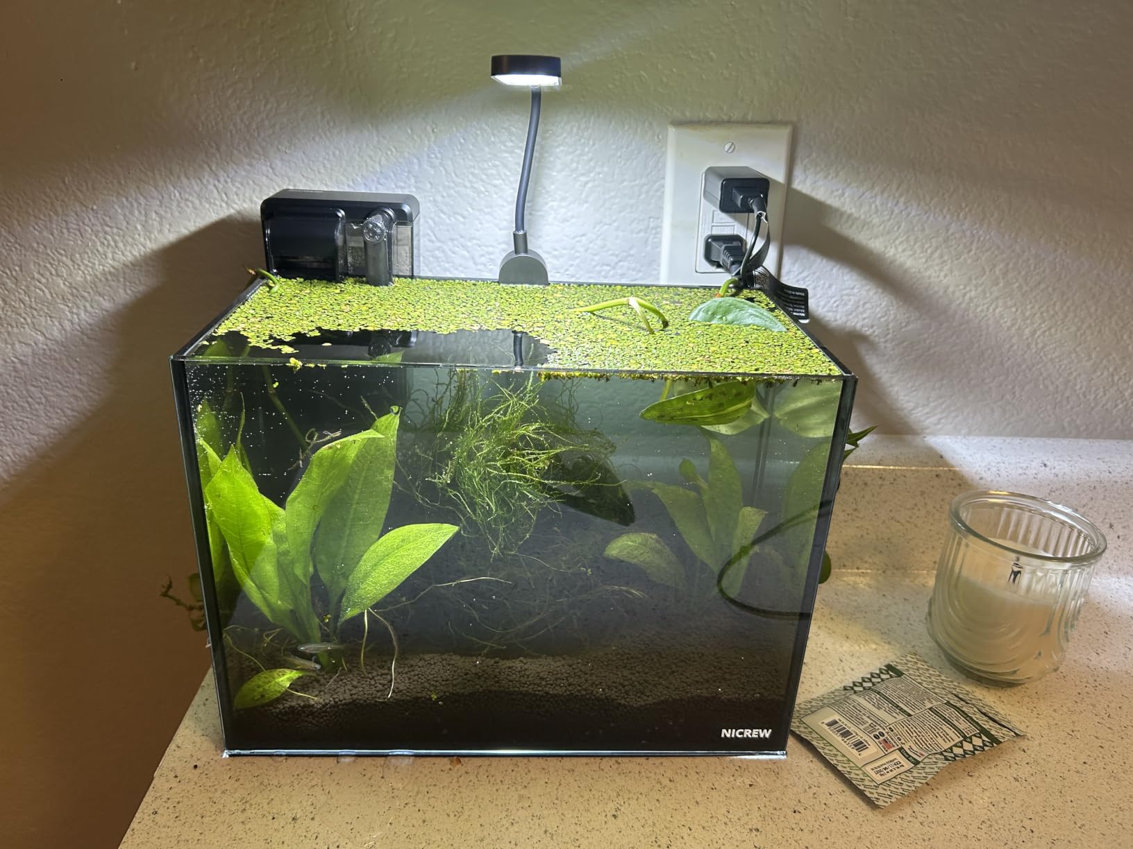 NICREW 2.5 Gallon Nano Nature Aquarium Kit, Ultra-Clear Rimless Desktop Fish Tank with Light and Filter, Perfect for Small Fish, Shrimp, or Betta, Basic Version, Black customer photo 2