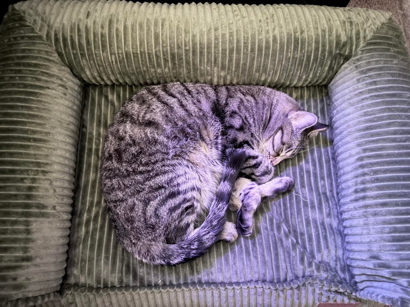 FUKUMARU Dog Couch Bed, Corduroy Cozy Cat Bed, Waterproof, Washable Cover | 28in Orthopedic Dog Beds Sofa for Small Dogs and Large Cats customer photo 1