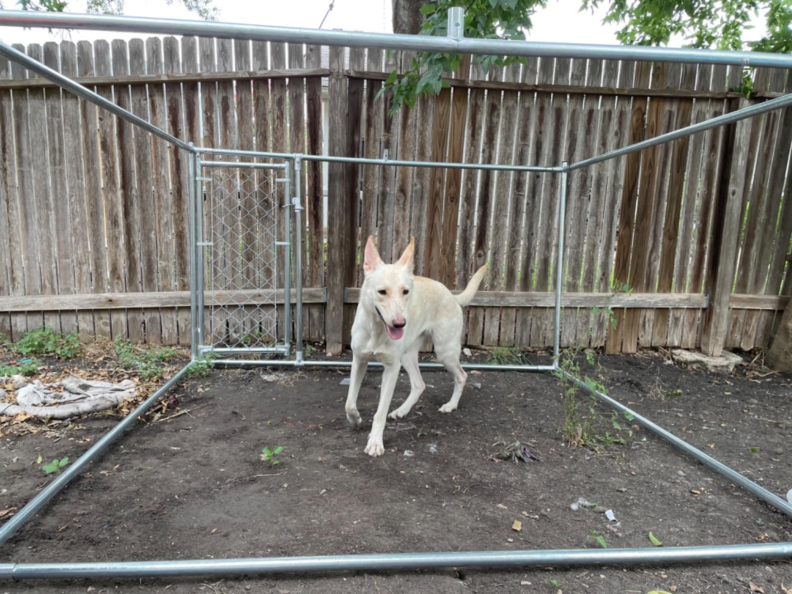 HITTITE Extra Large Outdoor Dog Kennel, 10x10x6.56ft Anti-Rust Dog Kennel Outside with Roof, Galvanized Chain Link Dog Runs for Outside with Secure Lock customer photo 1