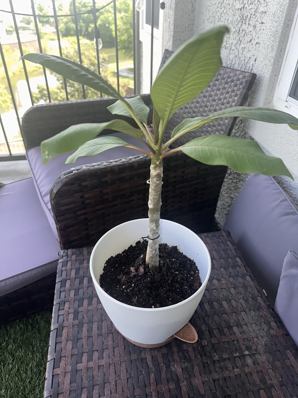 8/10/12 Inch Self Watering Pots for Indoor/Outdoor Plants, Large Plastic Planter with Drainage Holes, Water Level Indicator & Deep Reservoir, White customer photo 1