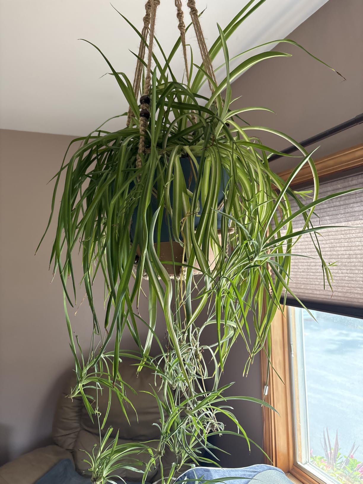 8/10/12 Inch Self Watering Pots for Indoor/Outdoor Plants, Large Plastic Planter with Drainage Holes, Water Level Indicator & Deep Reservoir, White customer photo 2