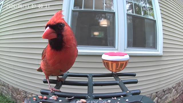 Smart Bird Feeder with Camera Solar Powered, 2K HD Video, AI Bird Species Identification, Instant Arrival Alerts, Weatherproof Design for Effortless Birdwatching, Best Gift for BirdLovers, Red customer photo 1