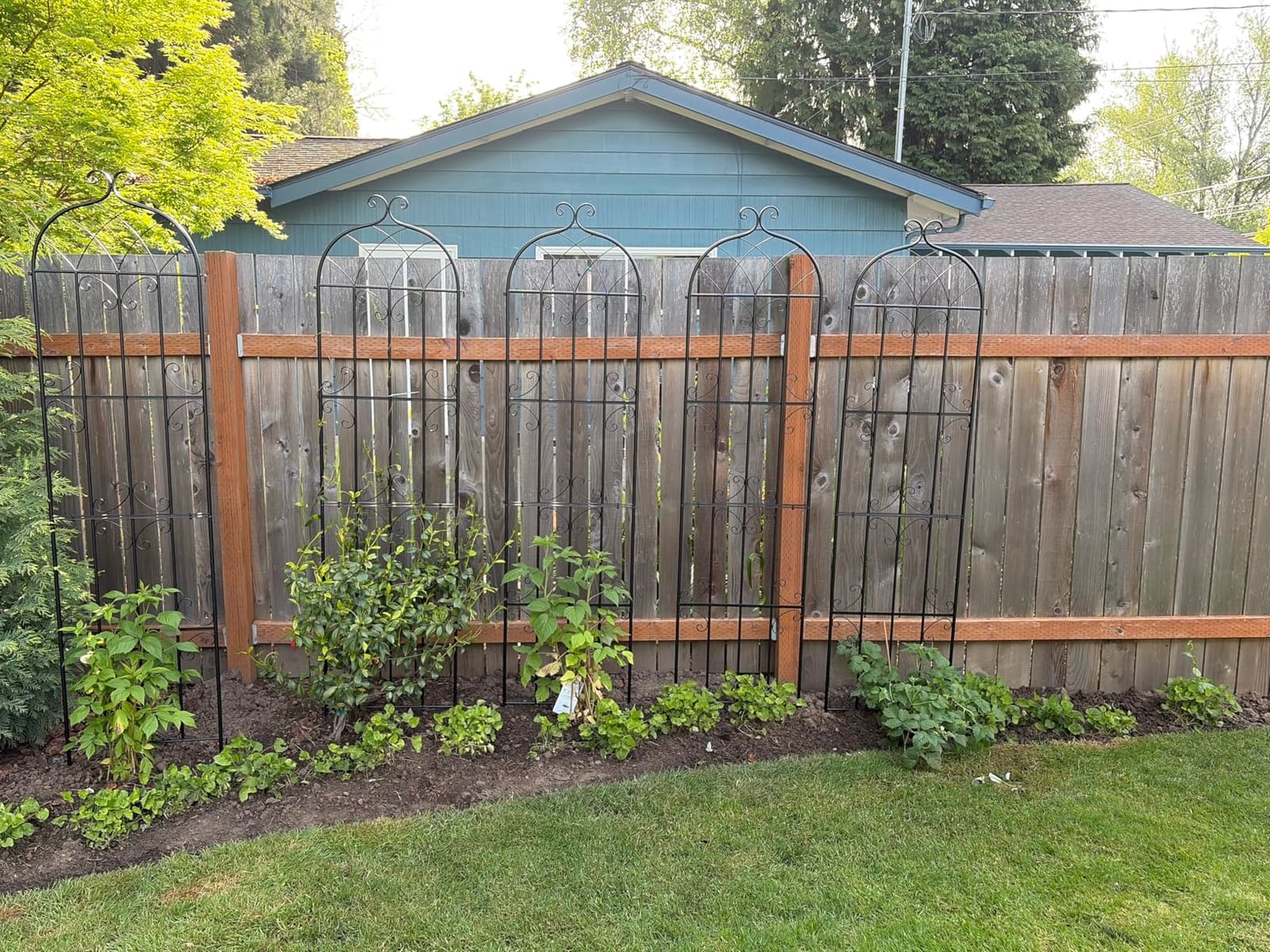 VEVOR Garden Trellis for Climbing Plants 87x20 in 4-Pack Metal Rose Trellis, Rustproof, Black customer photo 1
