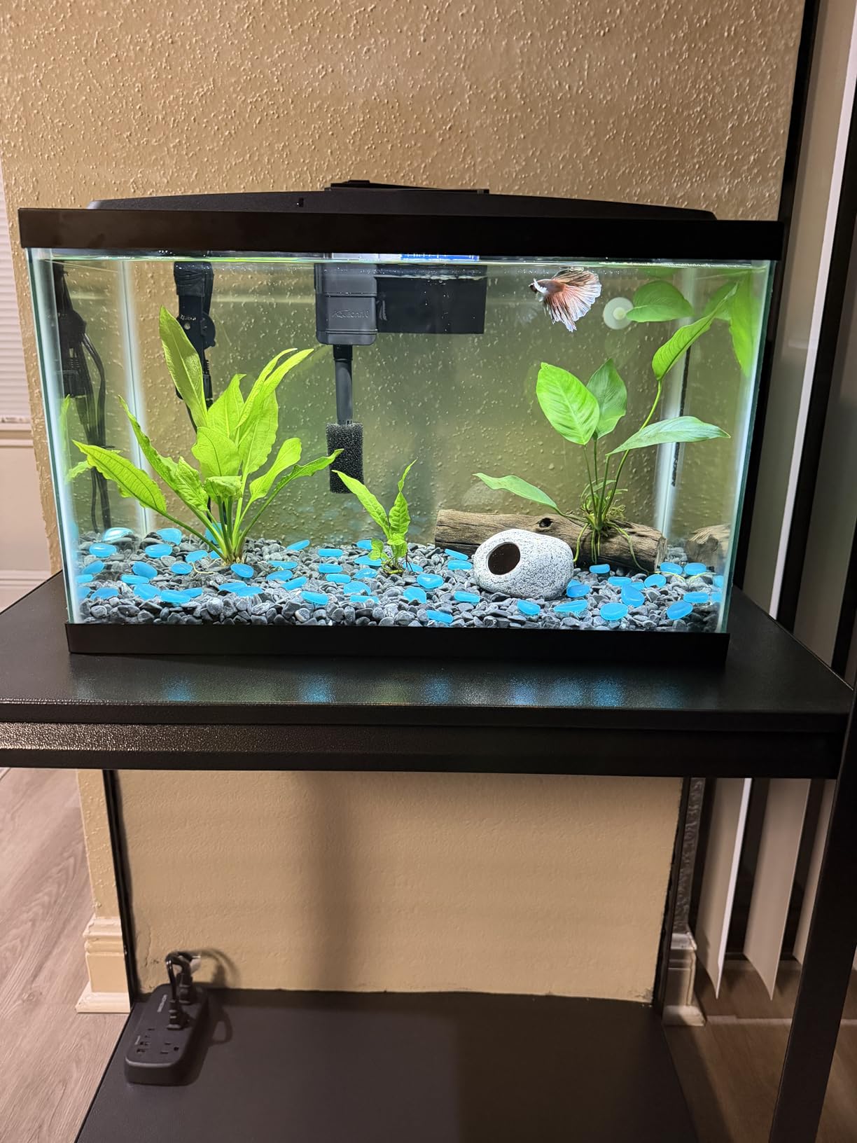 Aqueon Aquarium Starter Kit with Smart Clean Filtration and LED Lighting, Freshwater and Saltwater Fish, Perfect for Tetras, Guppies, Platies, 10-Gallon customer photo 1
