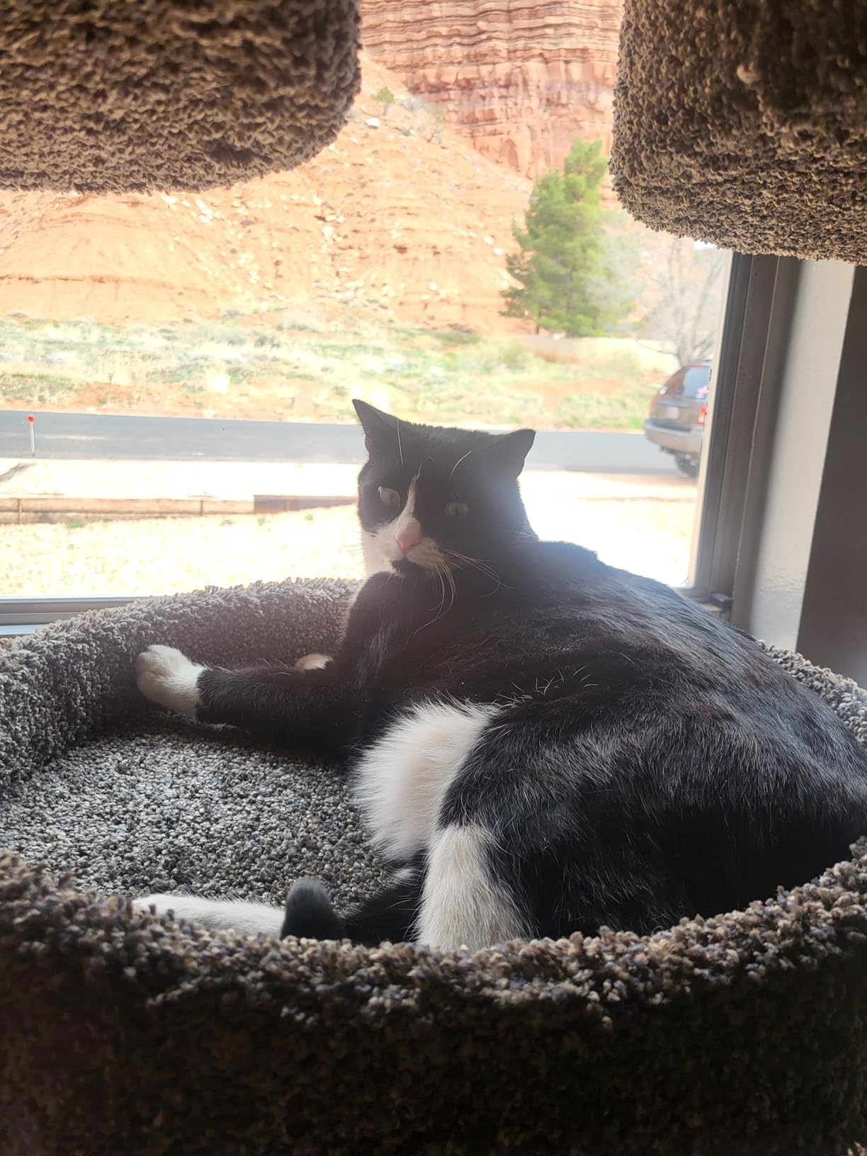 Prestige Cat Trees 46
