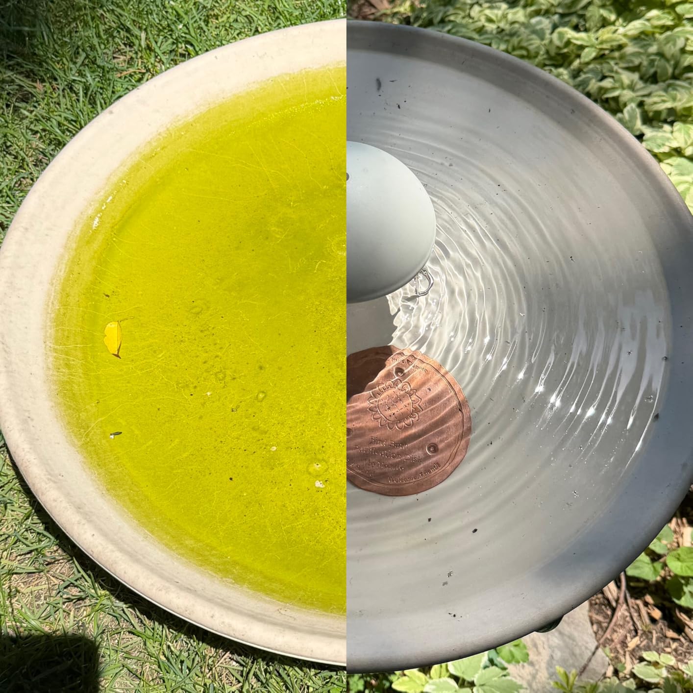Mellbree Bird Bath Copper Disc, 0.6mm Reinforced 99.99% Pure Copper Cleaning Disk for Physical Safe Clean Water All-Season, Universal Fit for Outdoor Birdbaths, Bowl, Bird Bath Solar customer photo 2