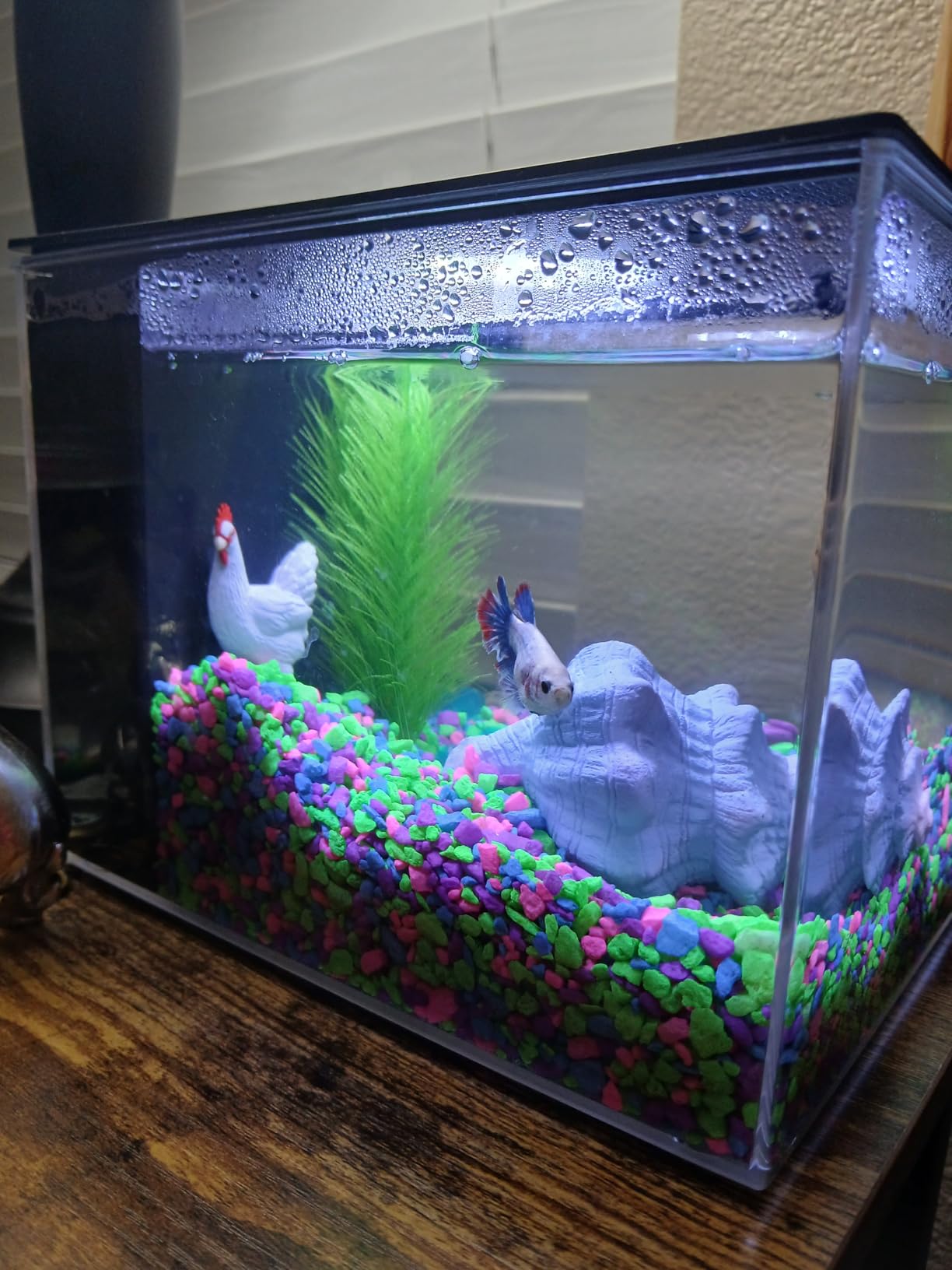 AQUANEAT Fish Tank, 1 Gallon Betta Fish Tank, Small Aquarium Kit with LED Light and Water Filter Pump customer photo 2