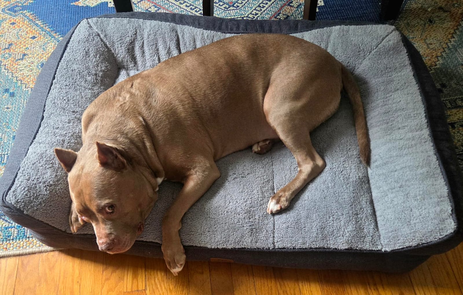 Bedsure SupportMax Extra Thick Orthopedic XL Dog Beds Large Sized Dog | 42