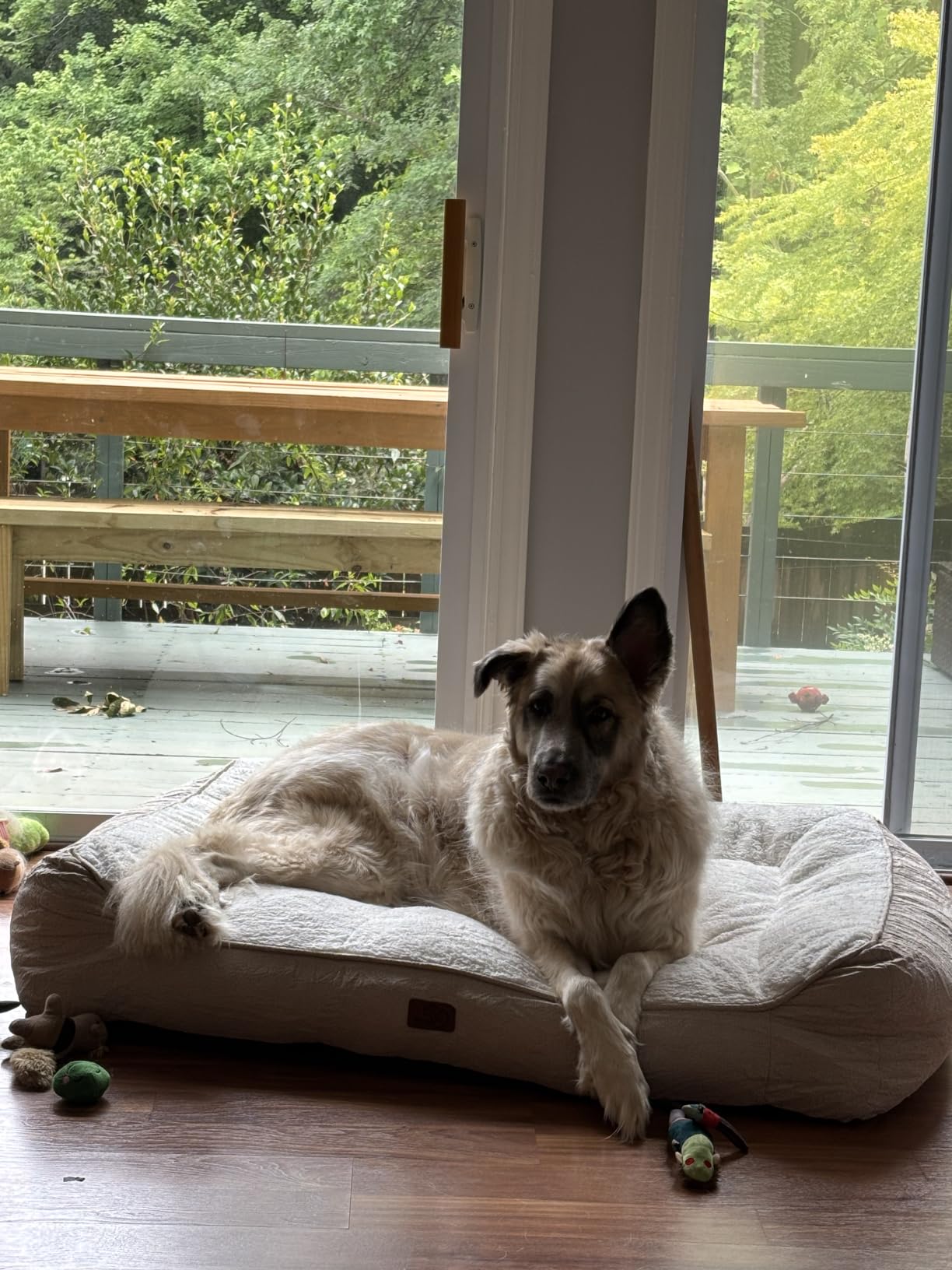 Bedsure SupportMax Extra Thick Orthopedic XL Dog Beds Large Sized Dog | 42