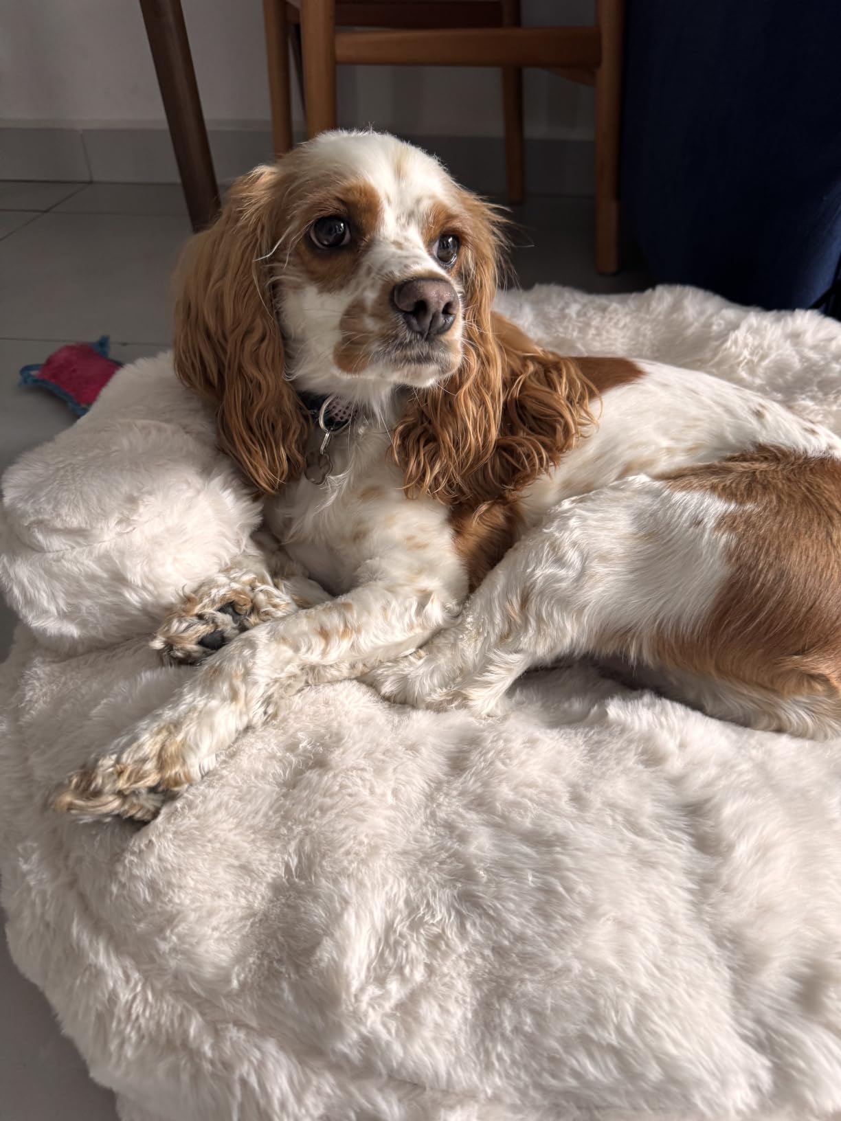 EHEYCIGA Dog Bed Medium Size Dog, Fluffy Small Dog Couch with Removable Washable Cover, Bolster Pet Sofa, Waterproof and Non-Slip, 30 x 30 x 8.5 inch, Cream customer photo 1