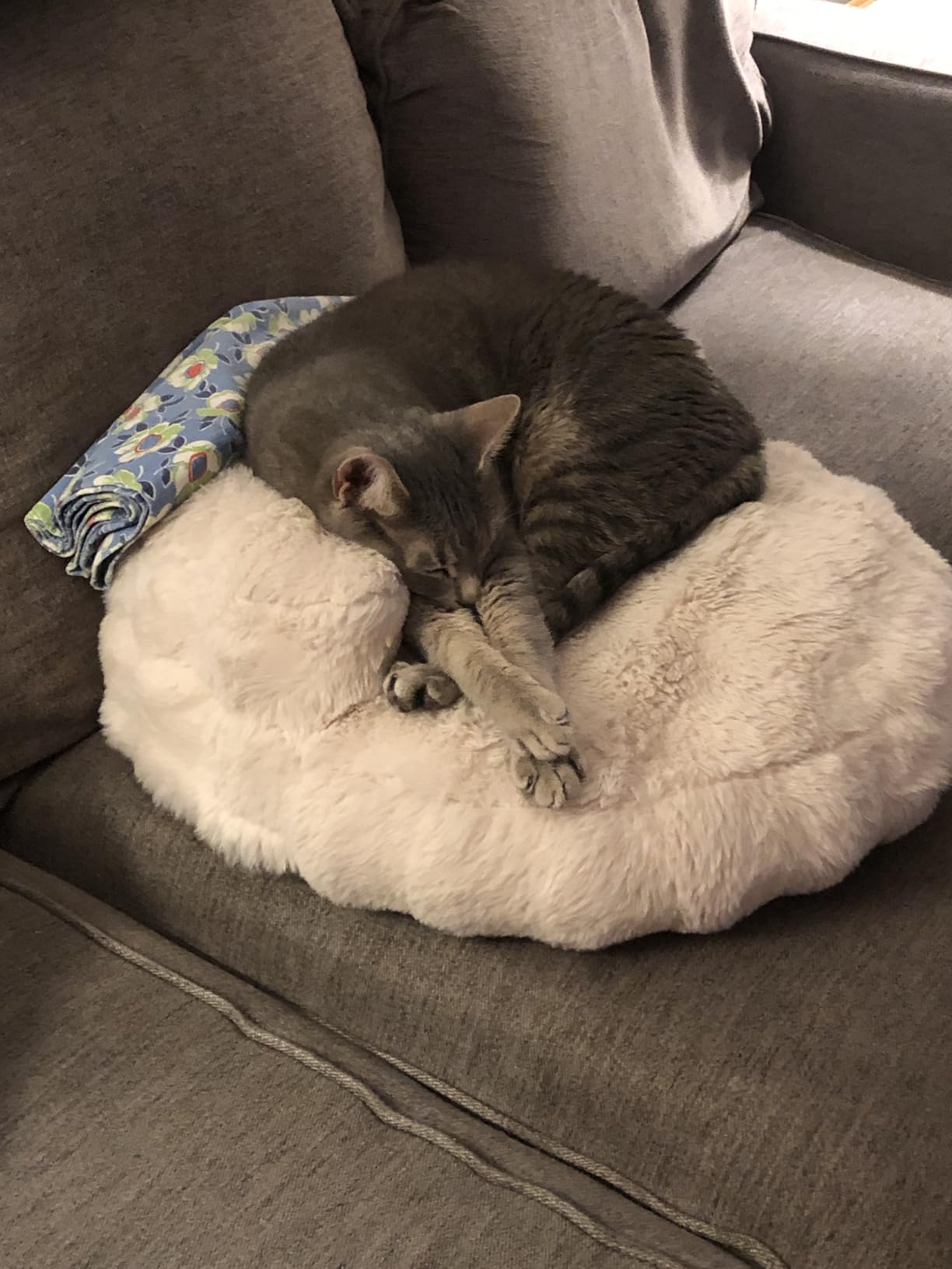 EHEYCIGA Dog Bed Medium Size Dog, Fluffy Small Dog Couch with Removable Washable Cover, Bolster Pet Sofa, Waterproof and Non-Slip, 30 x 30 x 8.5 inch, Cream customer photo 2