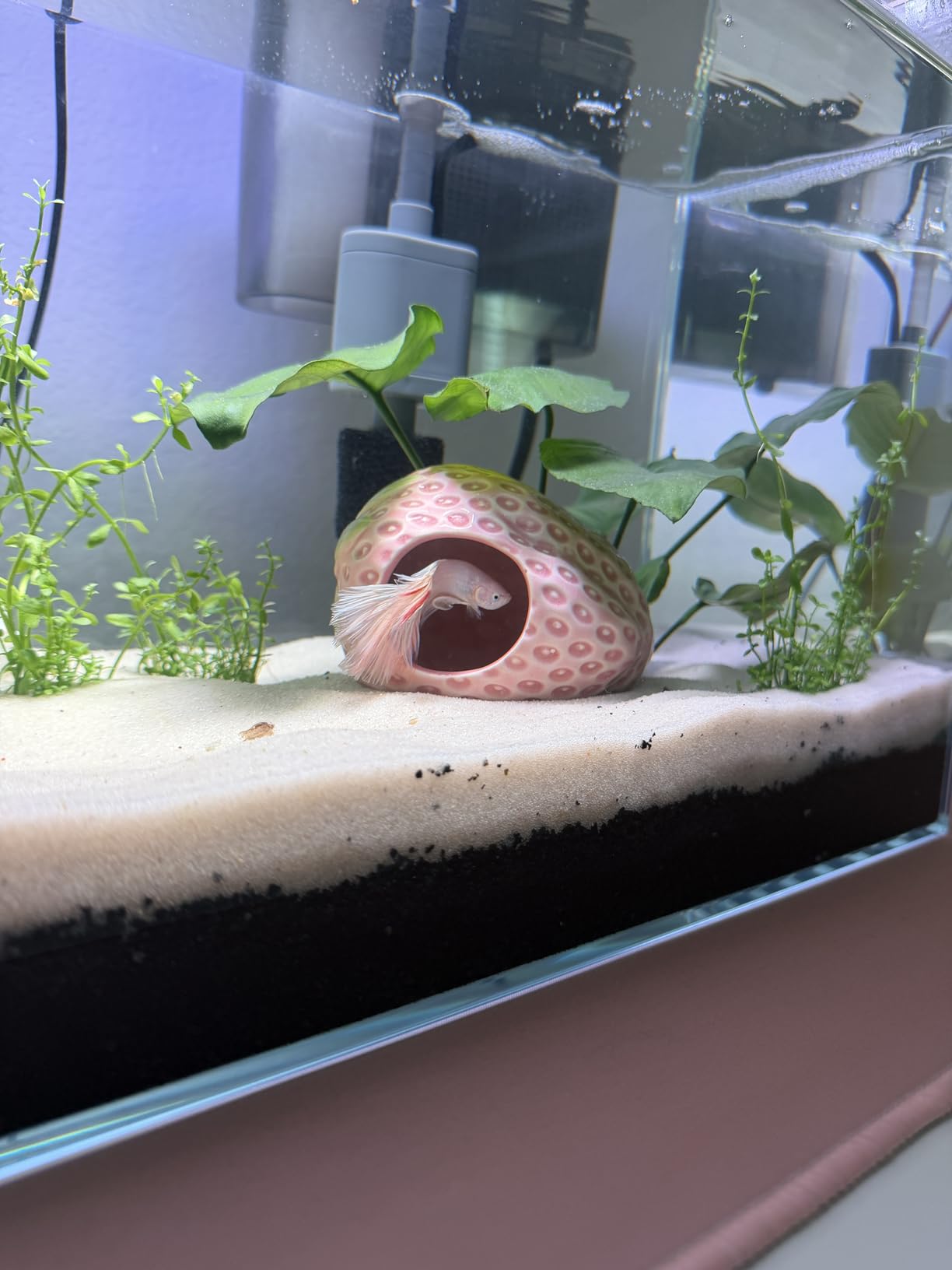 Vimvins 10 Gallon Glass Small Fish Tank with Filter Light and Lid, Aquarium Starter Kit customer photo 1
