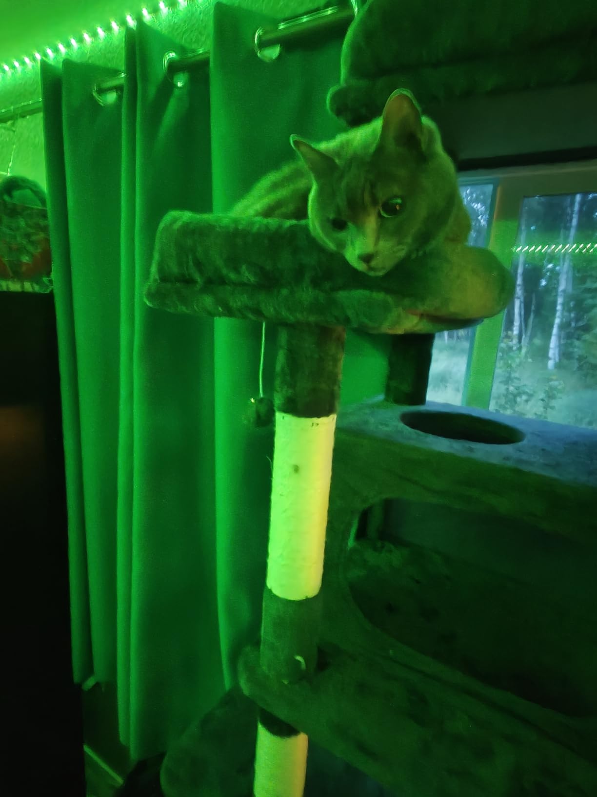 Globlazer Giant Tall Heavy Duty Cat Tower for Indoor Large Cats, F83B | XXL Multi-Level Large Cat Condo with 8 Scratching Posts, Hammock, 2 Cat Caves, 2 Platform, Dark Grey customer photo 1