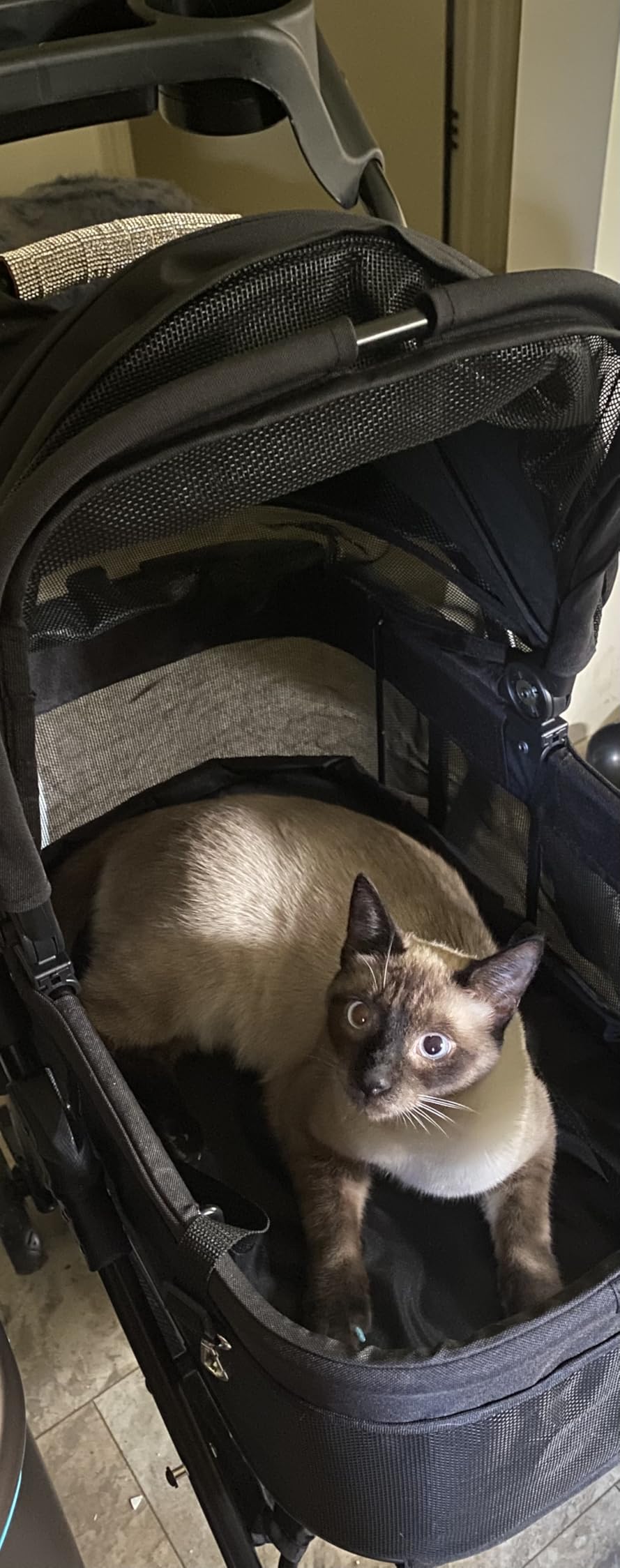 Zoosky 3 in 1 Dog Stroller, Folding Pet Stroller w/Removable Carrier | Small/Medium Dogs and Cats, Waterproof, All-Terrain & 2 Sun Shades, Car Seat, 360 Breathable Mesh customer photo 2