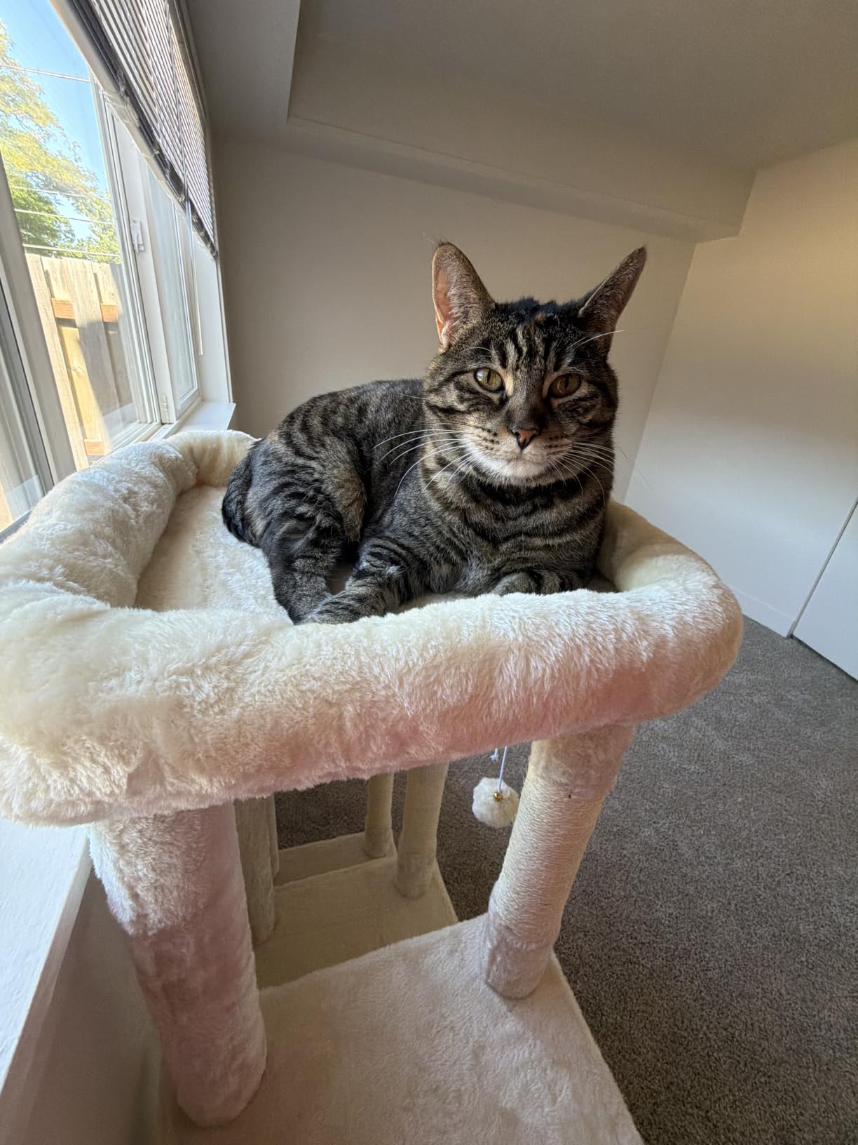 Heybly Heavy Duty Cat Tree with Large Base for Large Indoor Cats HCT026G | Cat Tower with Scratching Posts, Tall Cat Condo House, Multi-Level Plush Furniture with Hammock & Toy Balls, Smoky Gray customer photo 1