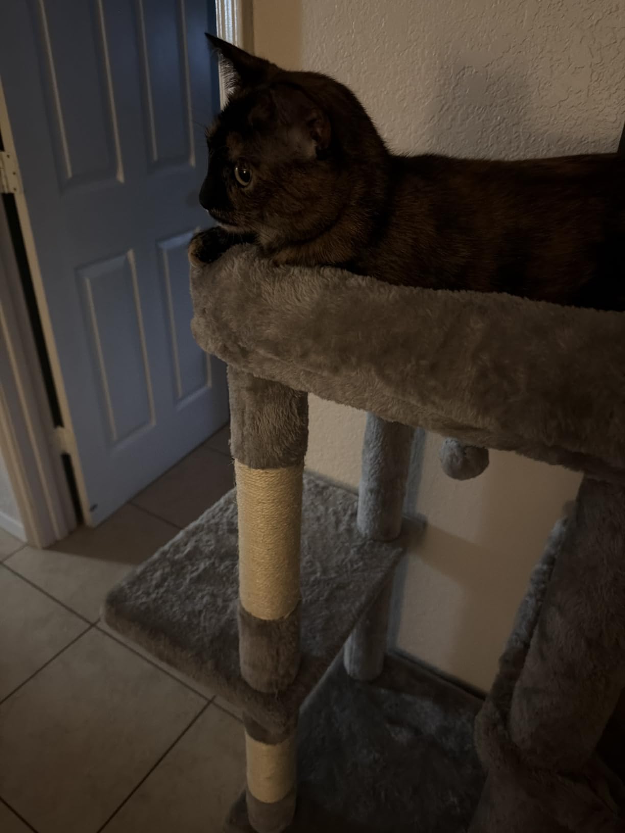 Heybly Heavy Duty Cat Tree with Large Base for Large Indoor Cats HCT026G | Cat Tower with Scratching Posts, Tall Cat Condo House, Multi-Level Plush Furniture with Hammock & Toy Balls, Smoky Gray customer photo 2