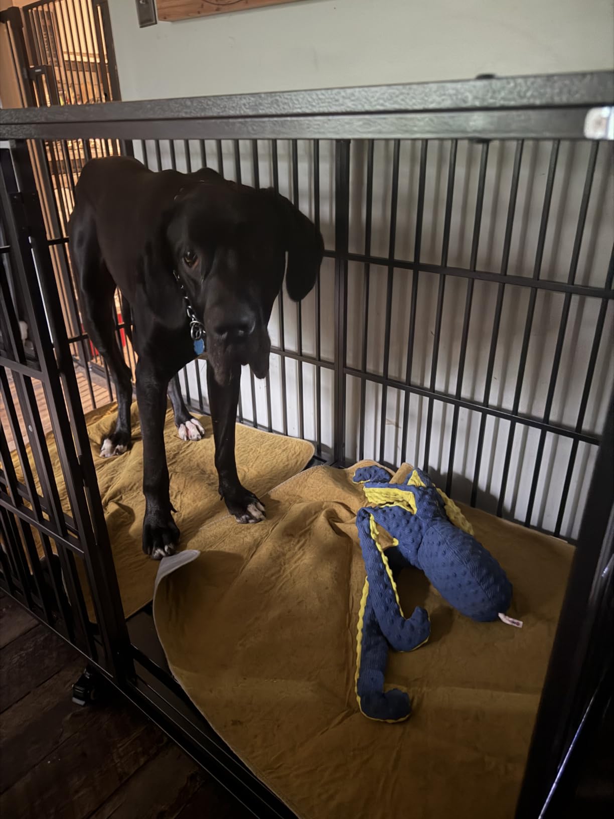 Heavy Duty Dog Crate 64