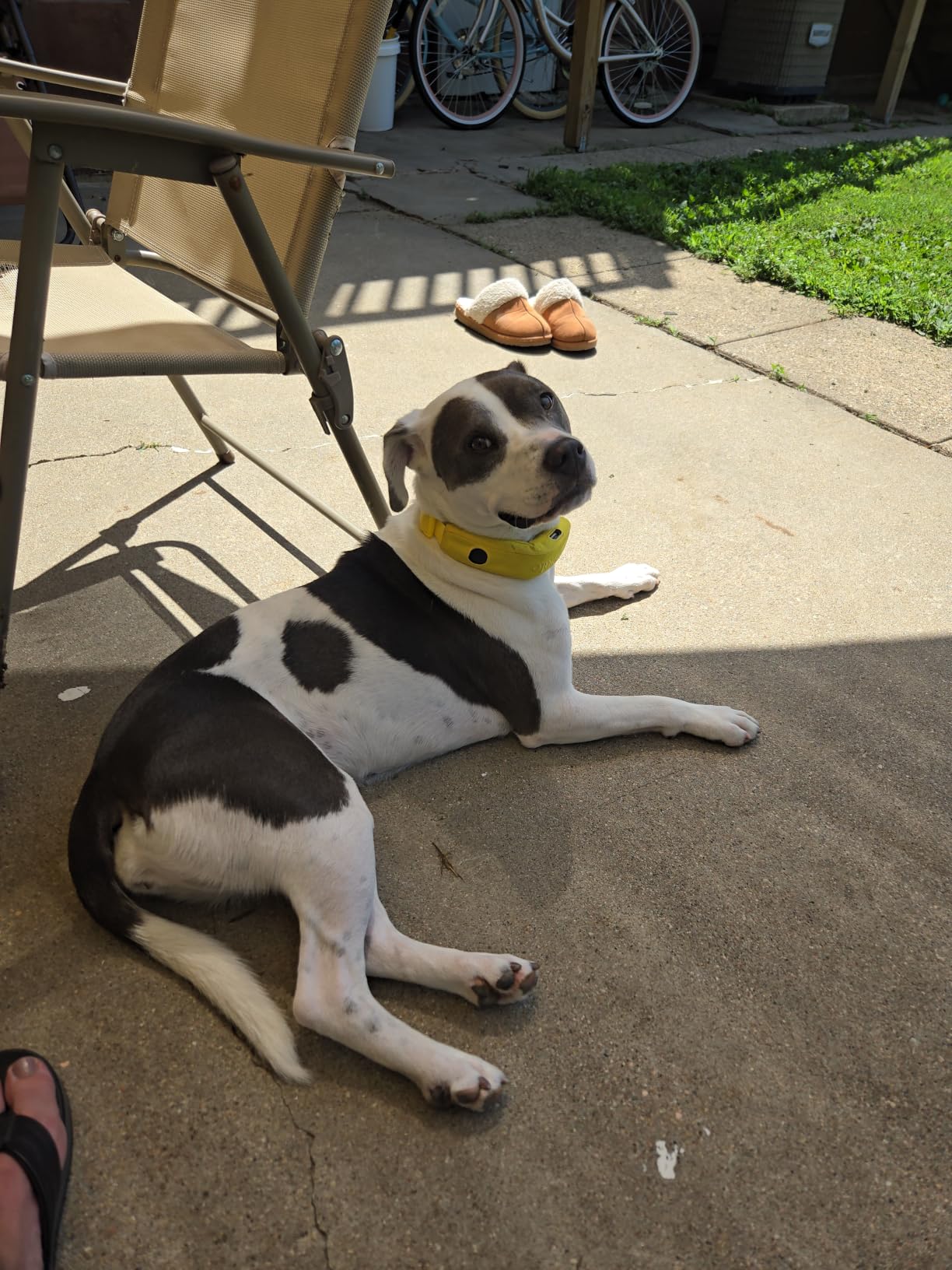 Halo Collar 5 GPS Wireless Dog Fence | Keep Your Dog Safe with Custom Boundaries, Real-Time Tracking, and Instant Alerts at Home, Away, or Off-Grid customer photo 1