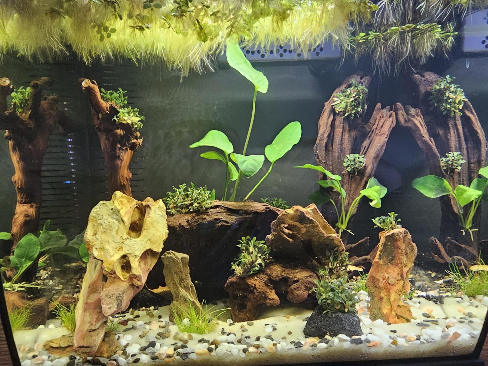 Fluval Flex 2.0 Aquarium Kit, 9 Gallon | Freshwater Fish Tank with Curved Glass, Includes 7500K LED Light, Lid and 3-Stage Filtration System customer photo 2