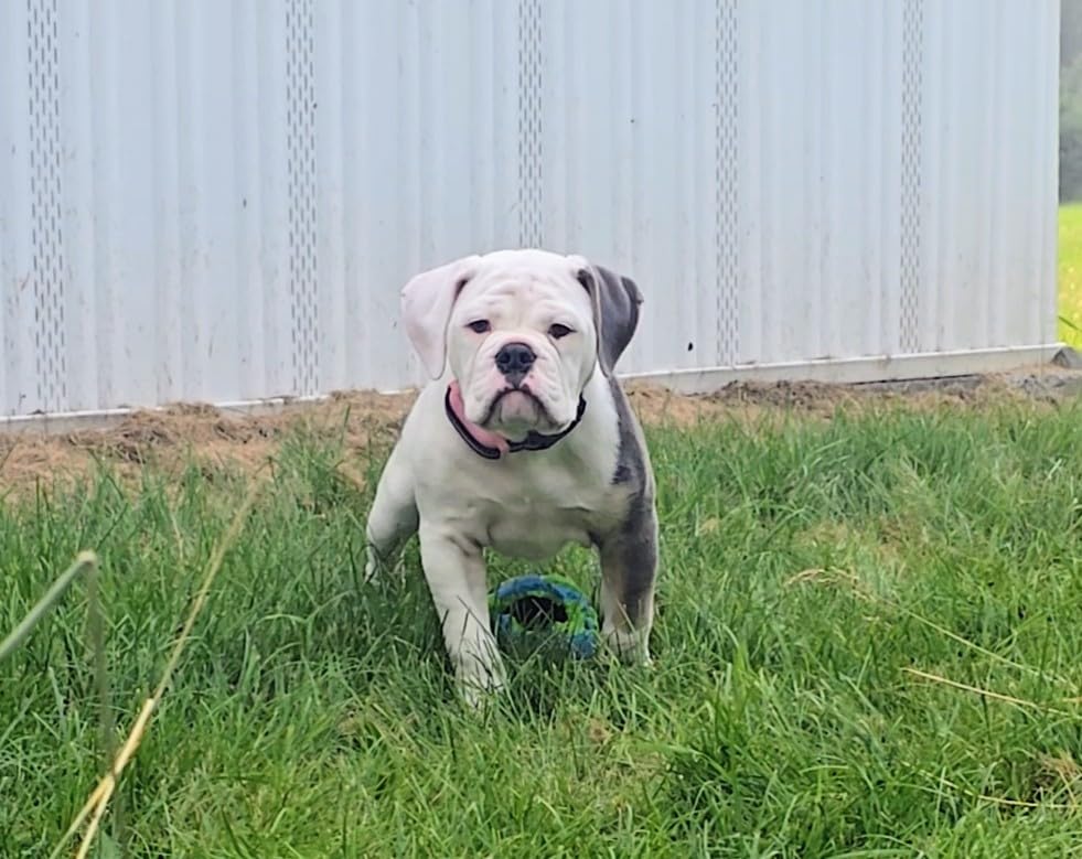 No Shock Dog Training Collar, Beep and Vibrating Dog Collar with Remote 2800Ft, Vibration Collar for Small Medium Large Dogs - No Prongs customer photo 2