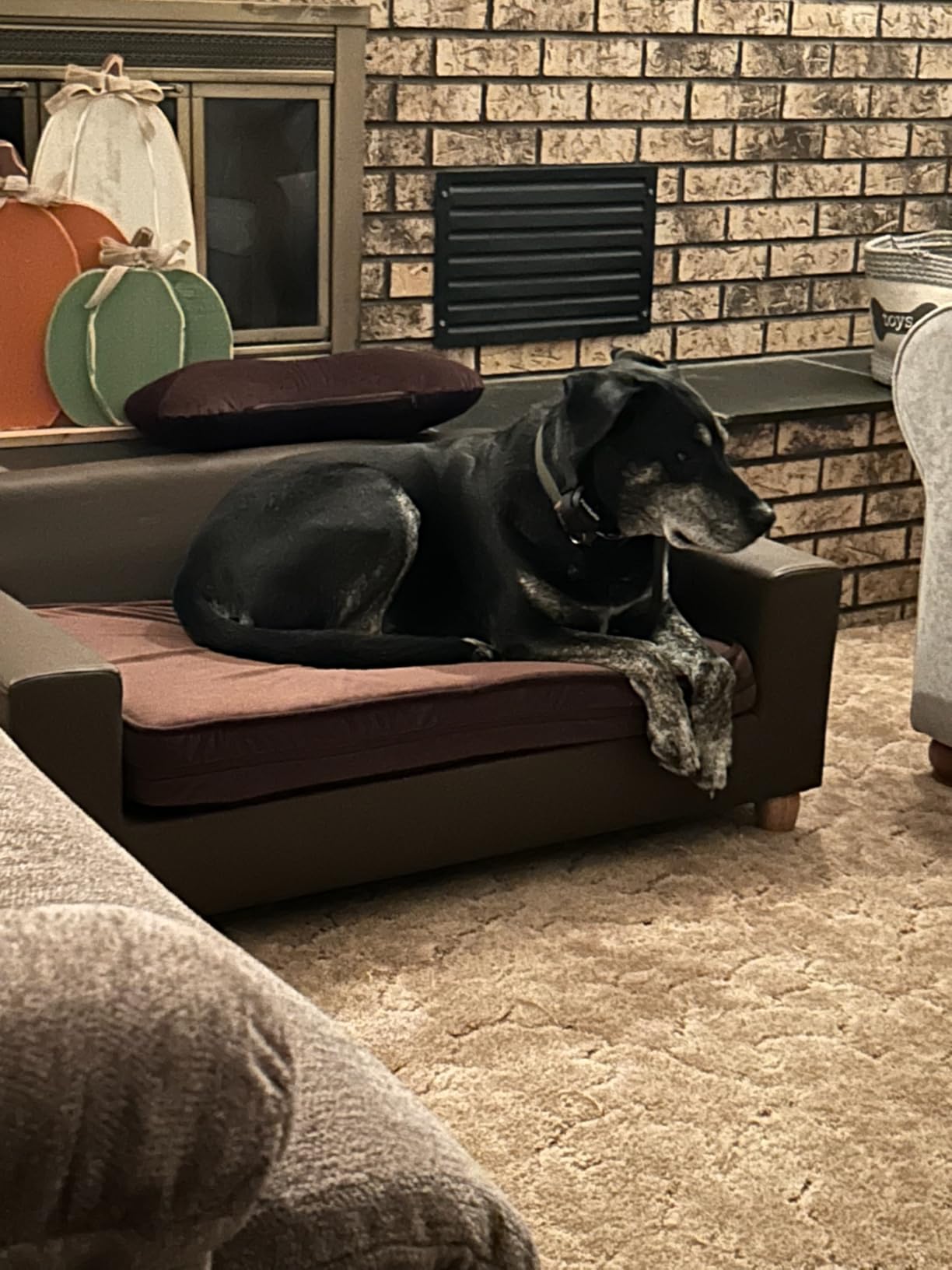 CRITTER SITTERS 33