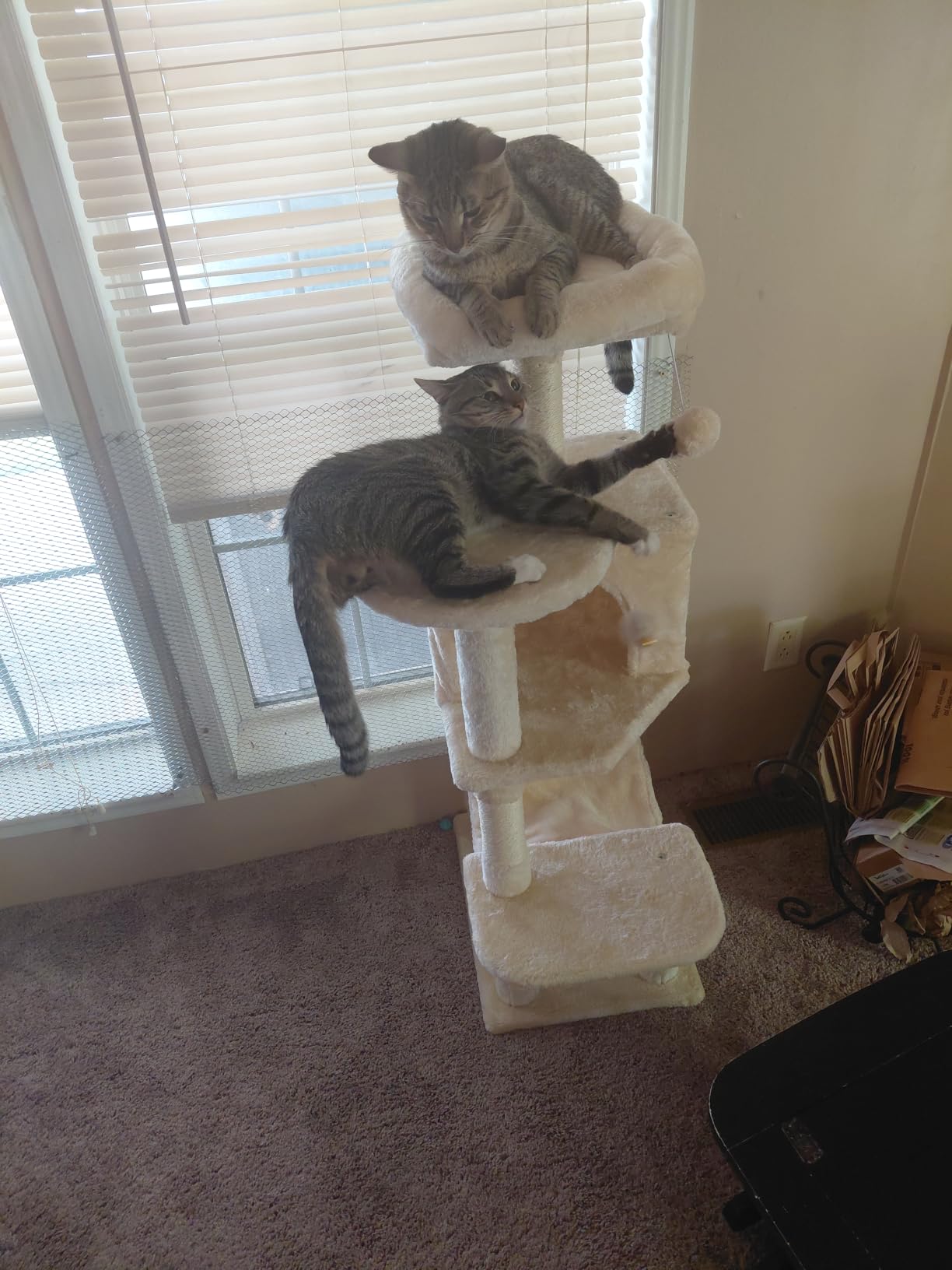 Sweetcrispy 44 Inch Cat Tree Tower for Indoor Cats and Kittens, Beige customer photo 1