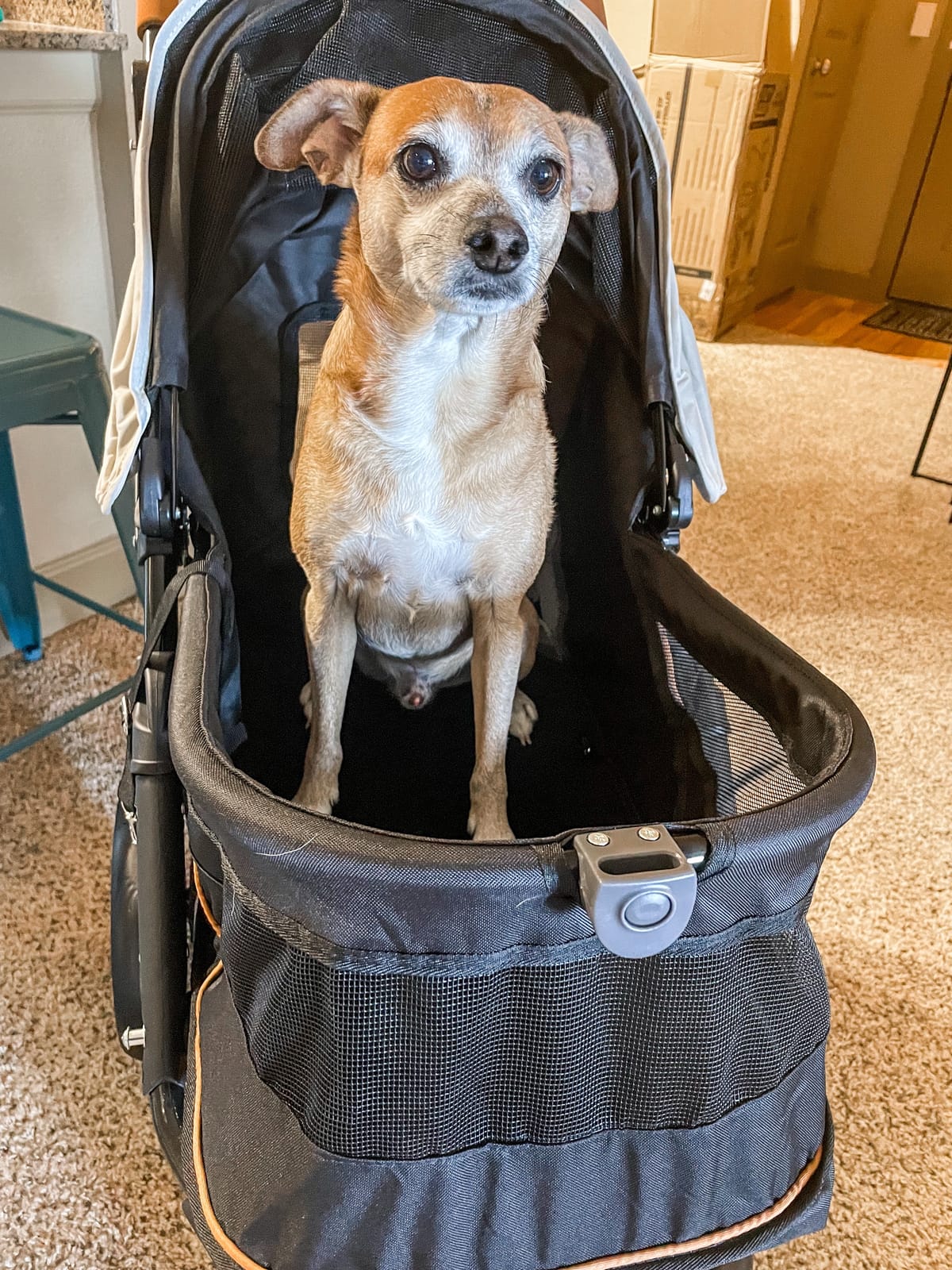 Pet Gear No-Zip AT3 Pet Stroller for Cats/Dogs, Sea Salt | Zipperless Entry, Easy One-Hand Fold, Jogging Tires, Removable Liner, Cup Holder + Storage Basket customer photo 2