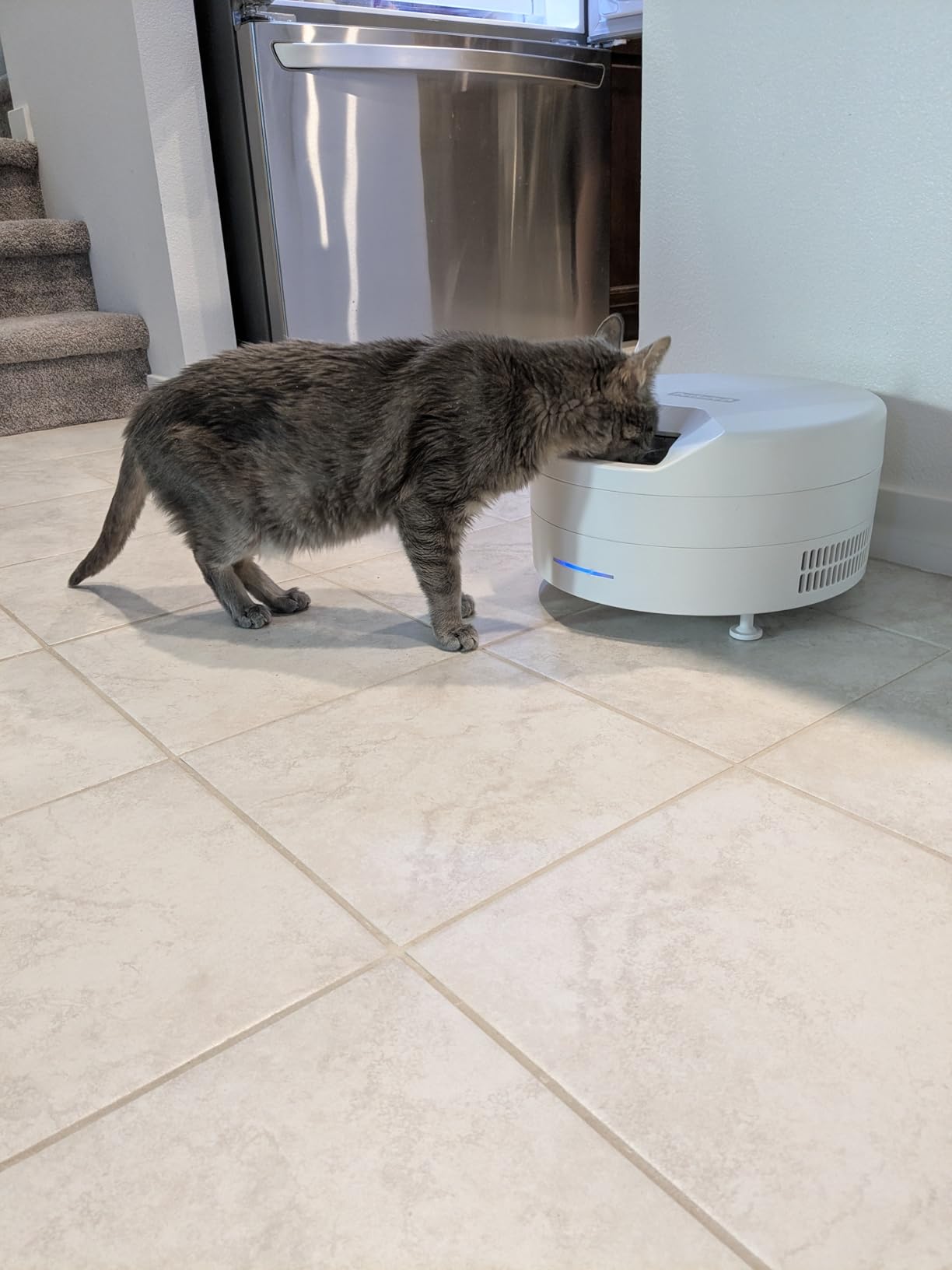 PetSafe FreshFeed Refrigerated Automatic Wet Food Feeder, 6 Meals, White | 40F Dual Semiconductor Cooling, Keeps Wet Food Fresh, Automatic 6-Meal Rotating Tray, App-Controlled Scheduling customer photo 2