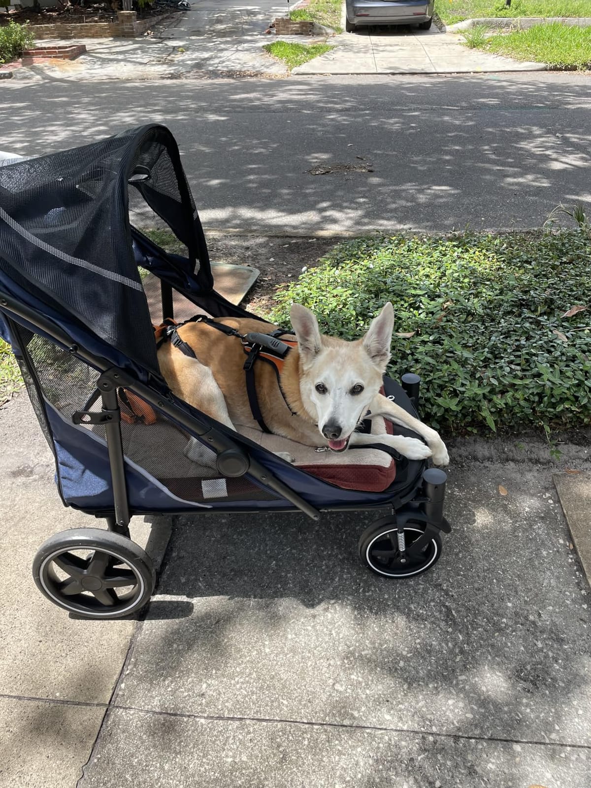 CANINE CANYON All-Terrain Pet Stroller for Large & Medium Dogs | Easy fold, 130 lbs capacity for 2 dogs. Dual entry, 1-foot brake, sunroof & breathable windows for outdoor adventures, Blue customer photo 2
