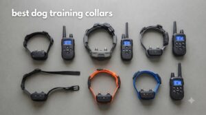 best dog training collars