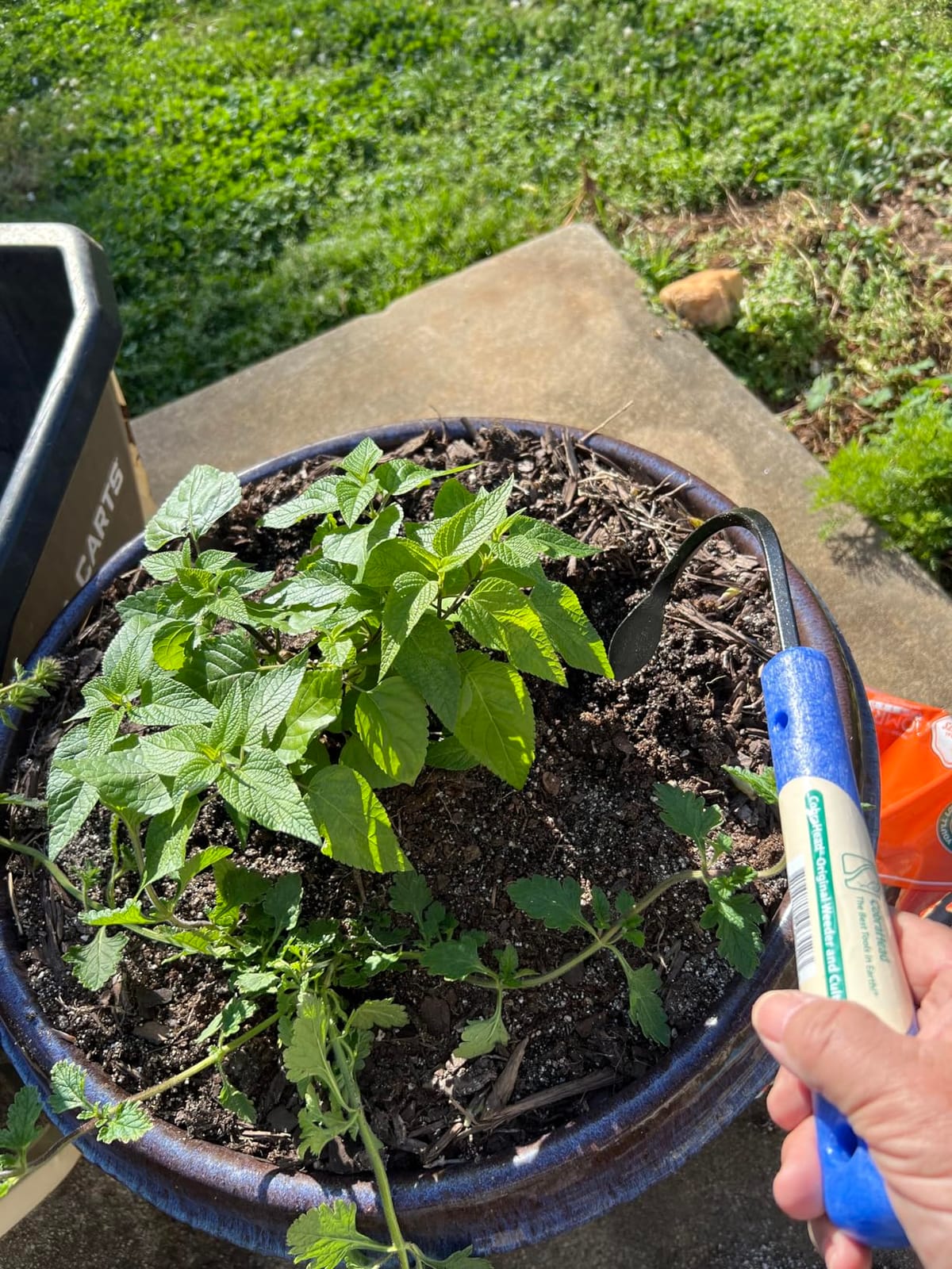 CobraHead® Original Weeder & Cultivator Versatile Garden Tool - USA Made customer photo 2