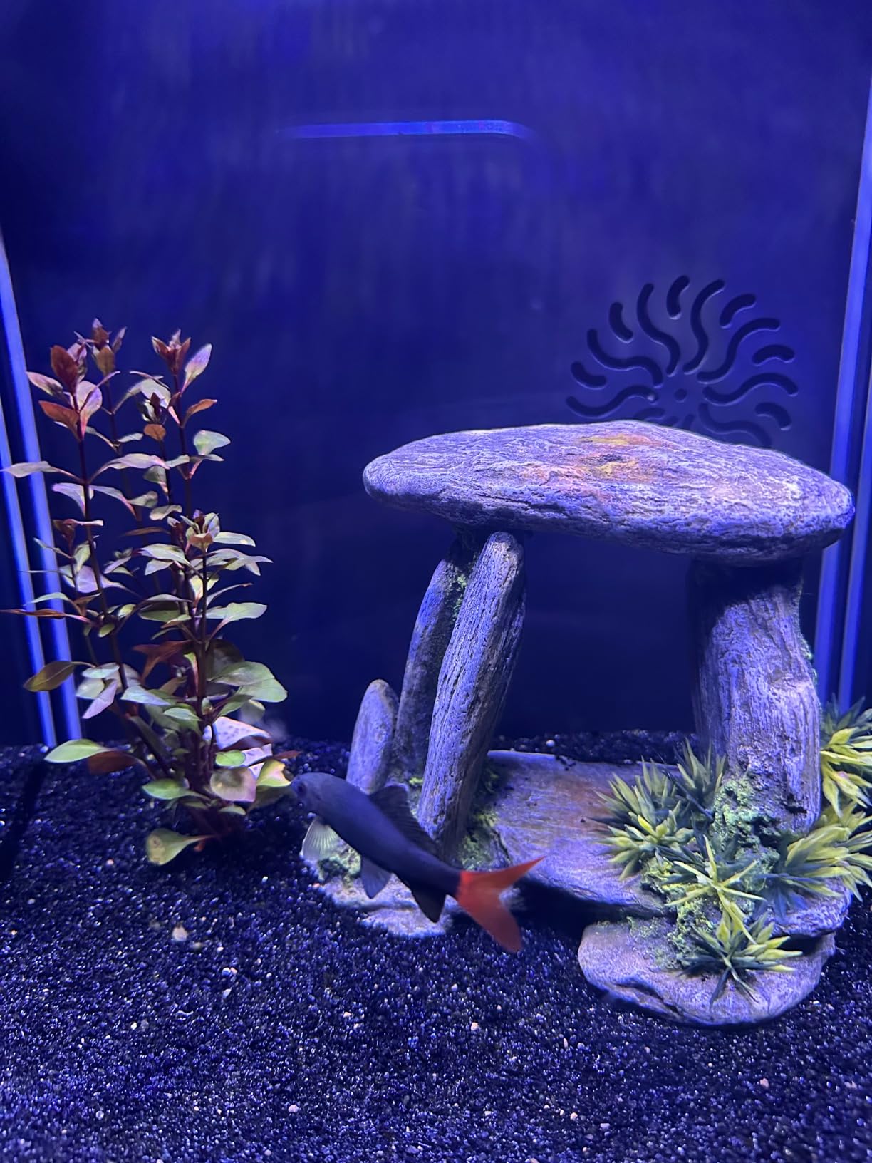 Tetra HT Submersible Aquarium Heater With Electronic Thermostat, 50-Watt, 2-10 Gallon customer photo 1