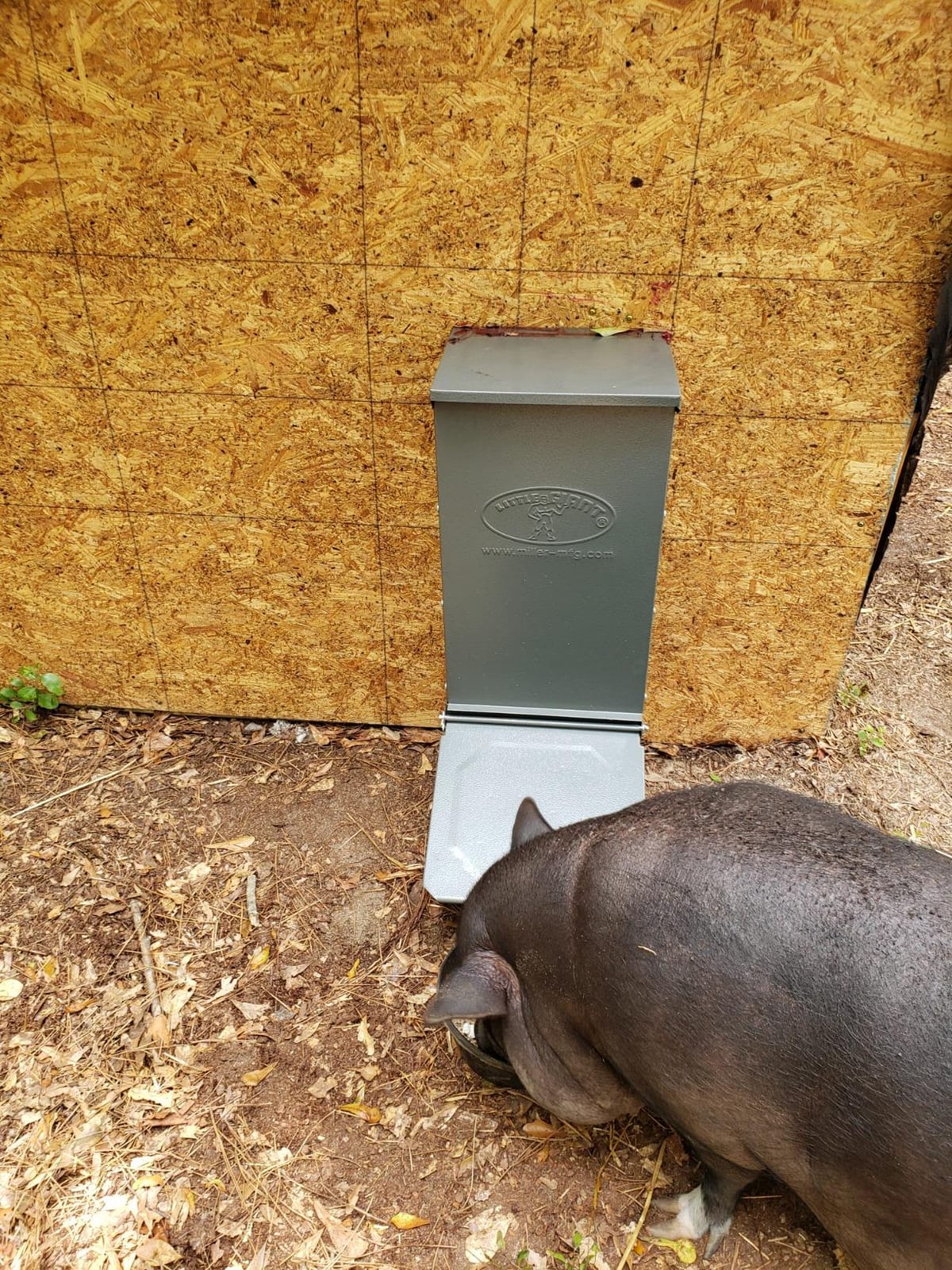 Little Giant HGFS SNG Door Hog Feeder, 50 lb, Gray customer photo 1