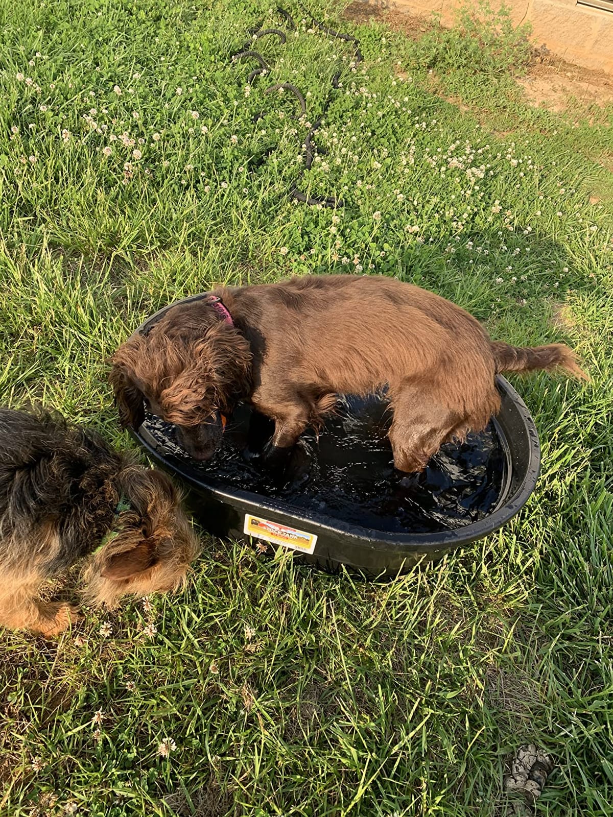 Little Giant® Poly Oval Stock Tank | Water Trough | Plastic Pond Tub | Heavy Duty Feeding & Watering Trough for Livestock | 150 Gallons customer photo 1