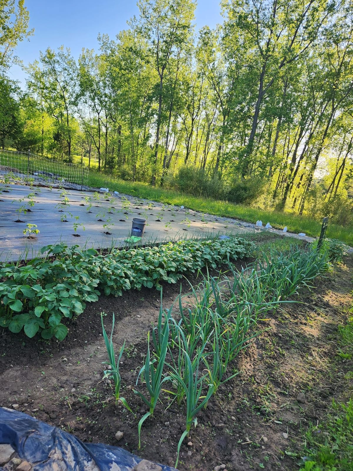 Hoss Double Wheel Hoe | Cultivate, Weed, Plow and Maintain Your Garden! customer photo 1