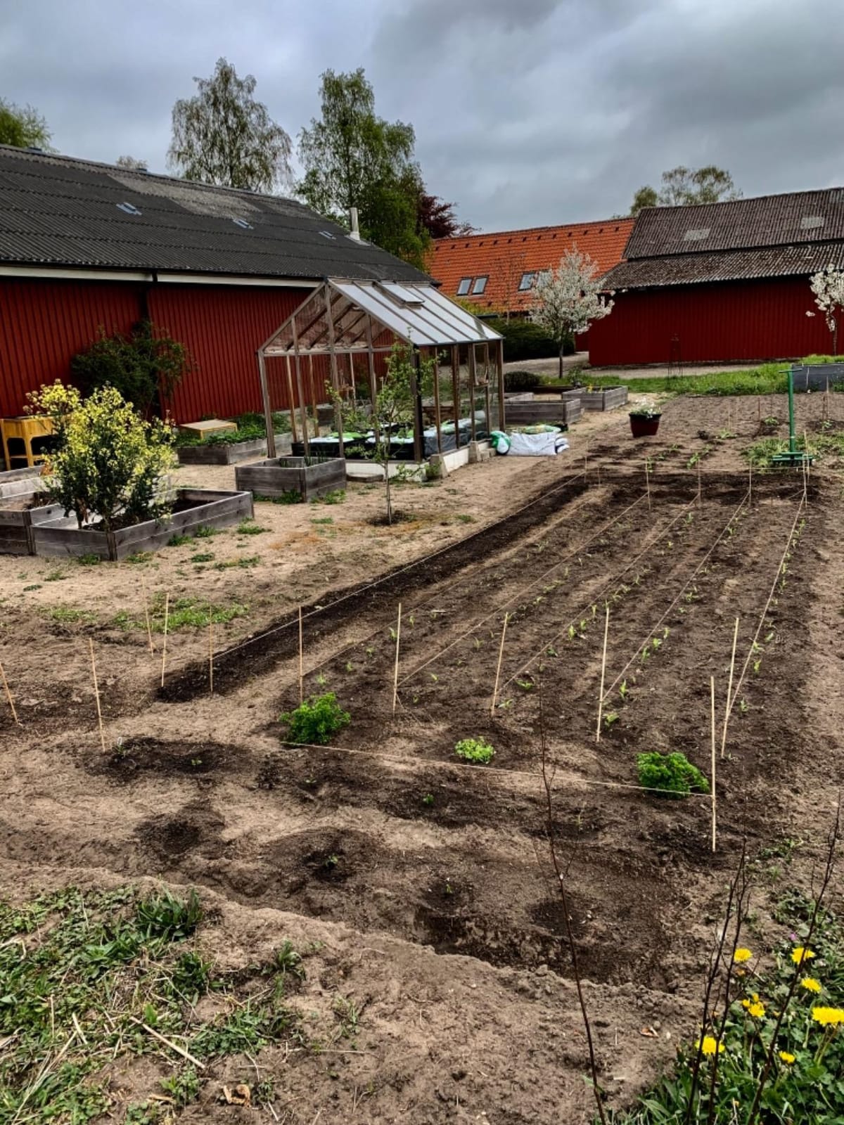 Hoss Double Wheel Hoe | Cultivate, Weed, Plow and Maintain Your Garden! customer photo 2
