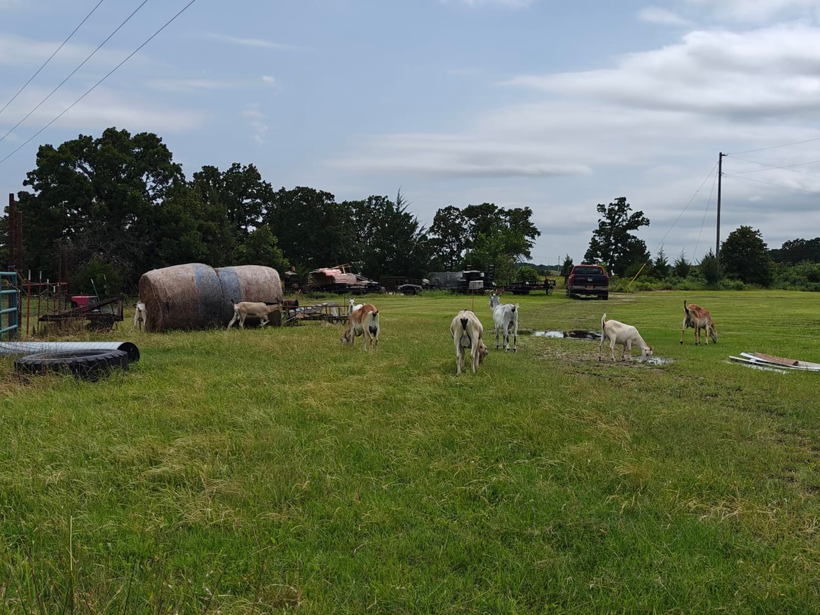Gallagher Smart Fence 2 Portable Electric Fence for Livestock customer photo 1