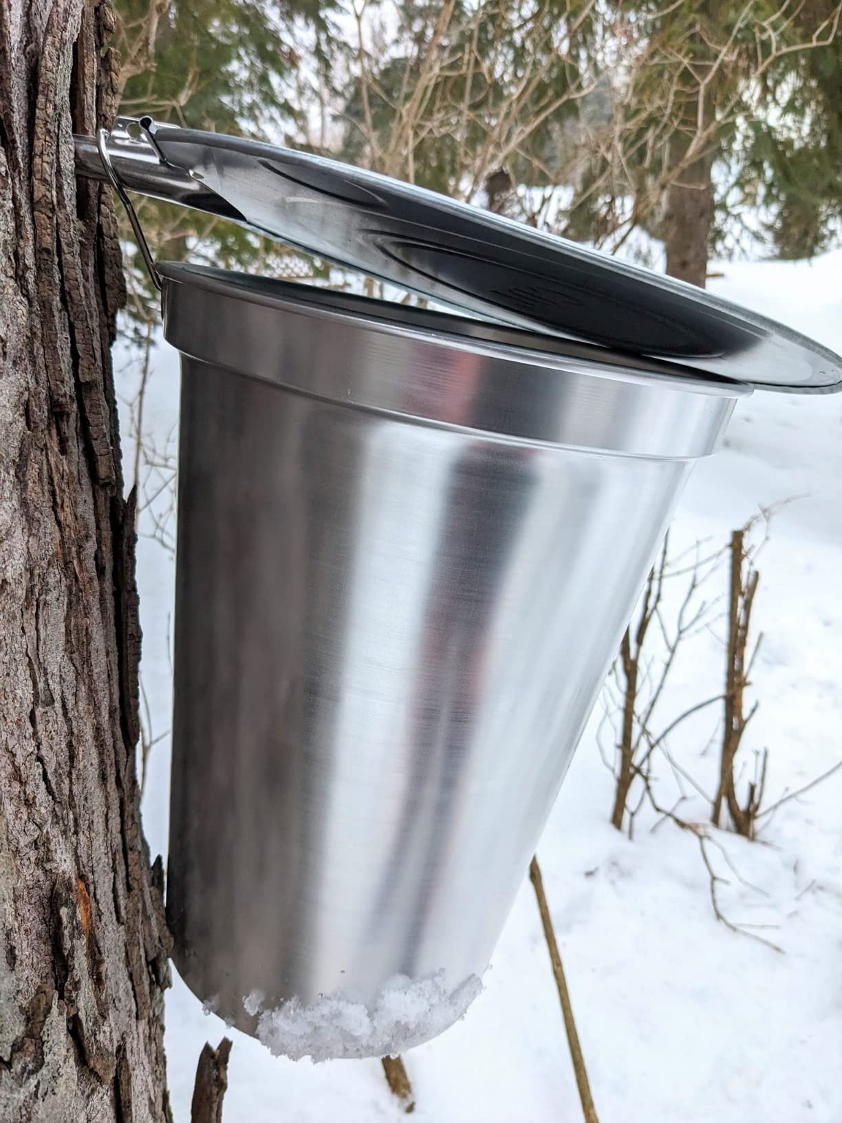 TAP MY TREES 2 gallon ALU Sap Bucket customer photo 2