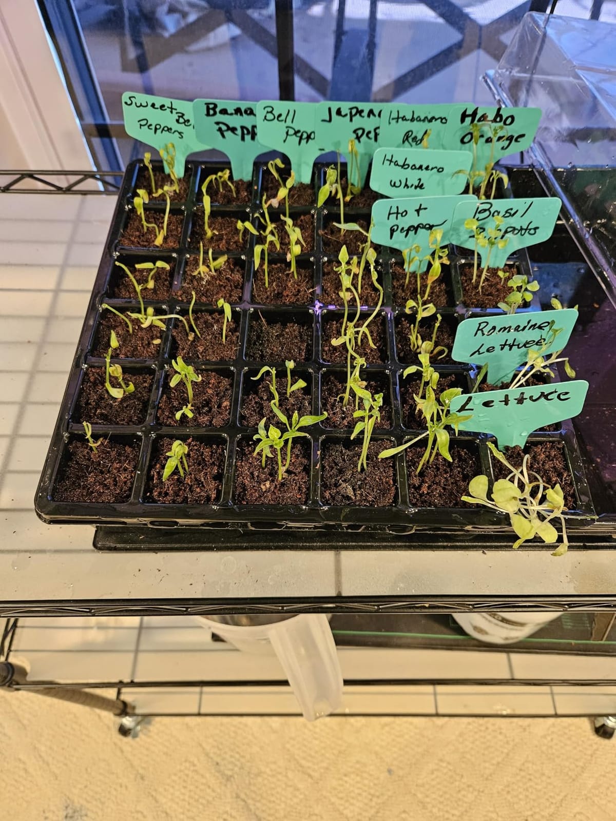 Burpee XL Self-Watering Growing System Indoor Seed Starting 10