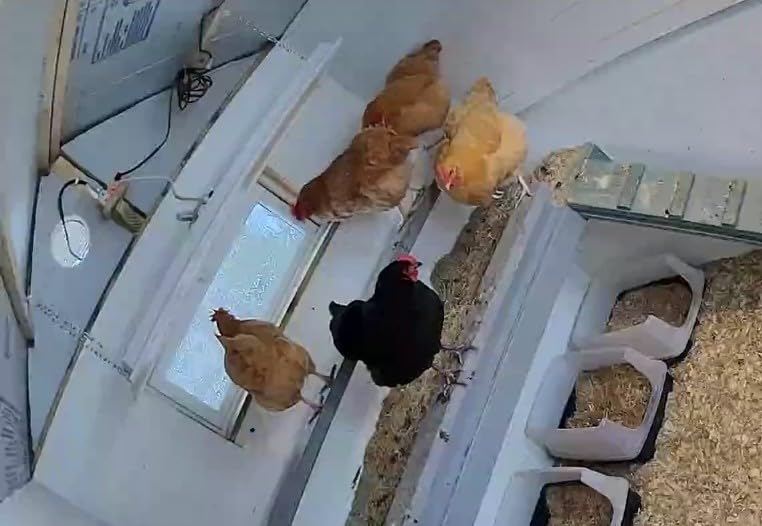 Safe Heater for Chicks, Coops, & Animals, OH11x40, 150 Watt customer photo 2