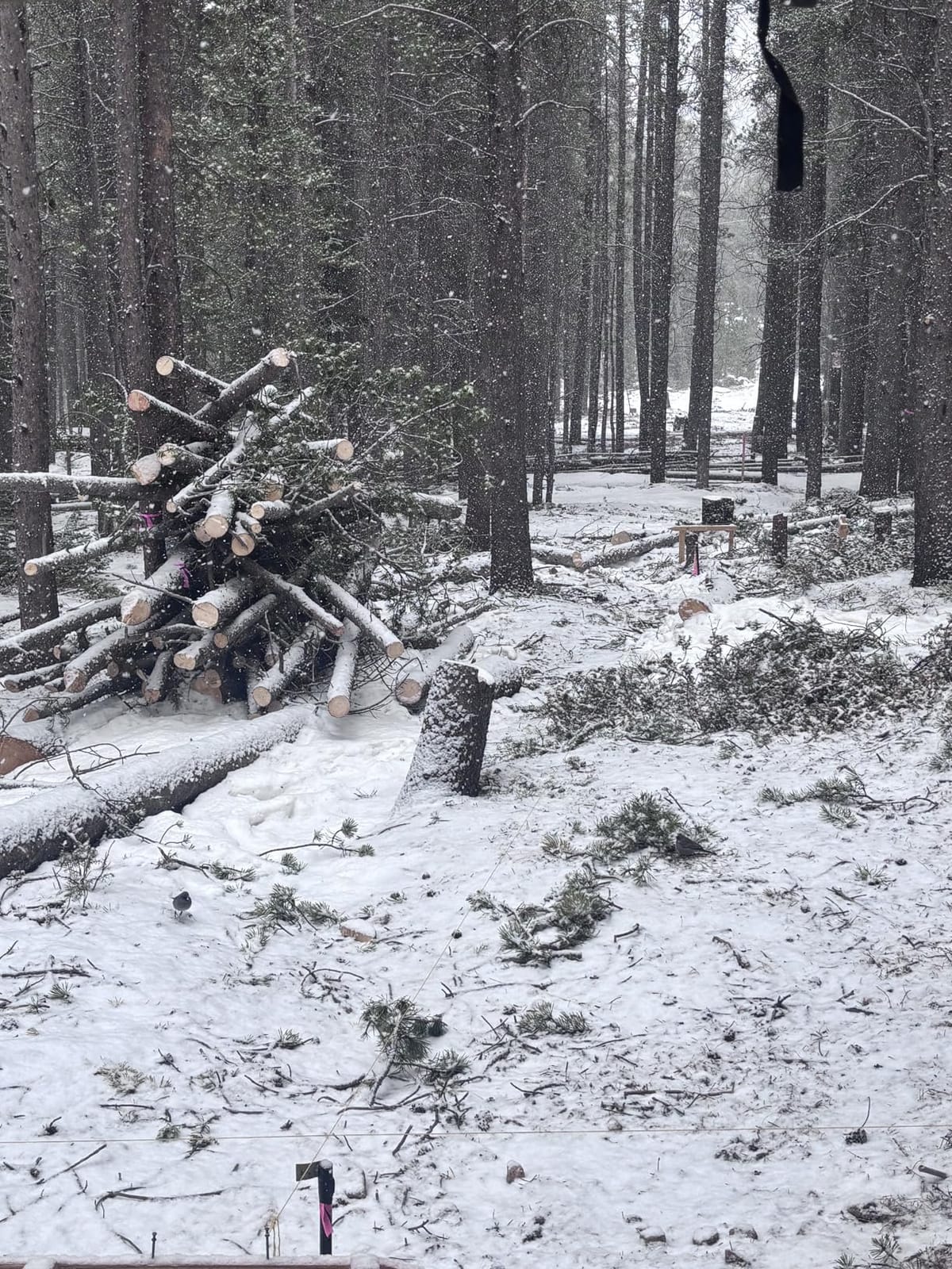Granberg G778-36 Alaskan MKIV Chainsaw Mill, 36-Inch Portable Sawmill Guide customer photo 2