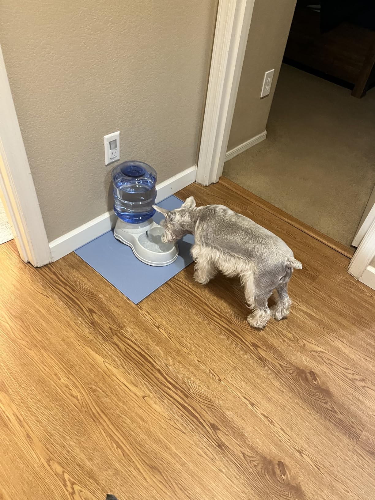 Amazon Basics Gravity Pet Water Dispenser for Cat and Dog, Easy to Clean, 135.3fl.oz Capacity, Small customer photo 2