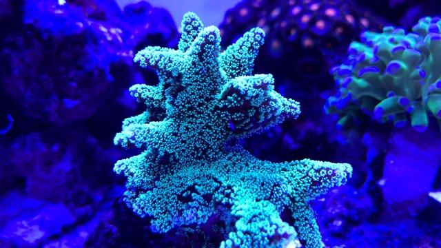 Aquarium Light –5rd AquaKnight A029 Aquarium LED Light 30 Watts Saltwater Light with Sunrise Sunset Moonlight, 5W LED Chips for Coral Reef Nano Fish Tank Marine Tanks with Timer & Screen customer photo 1