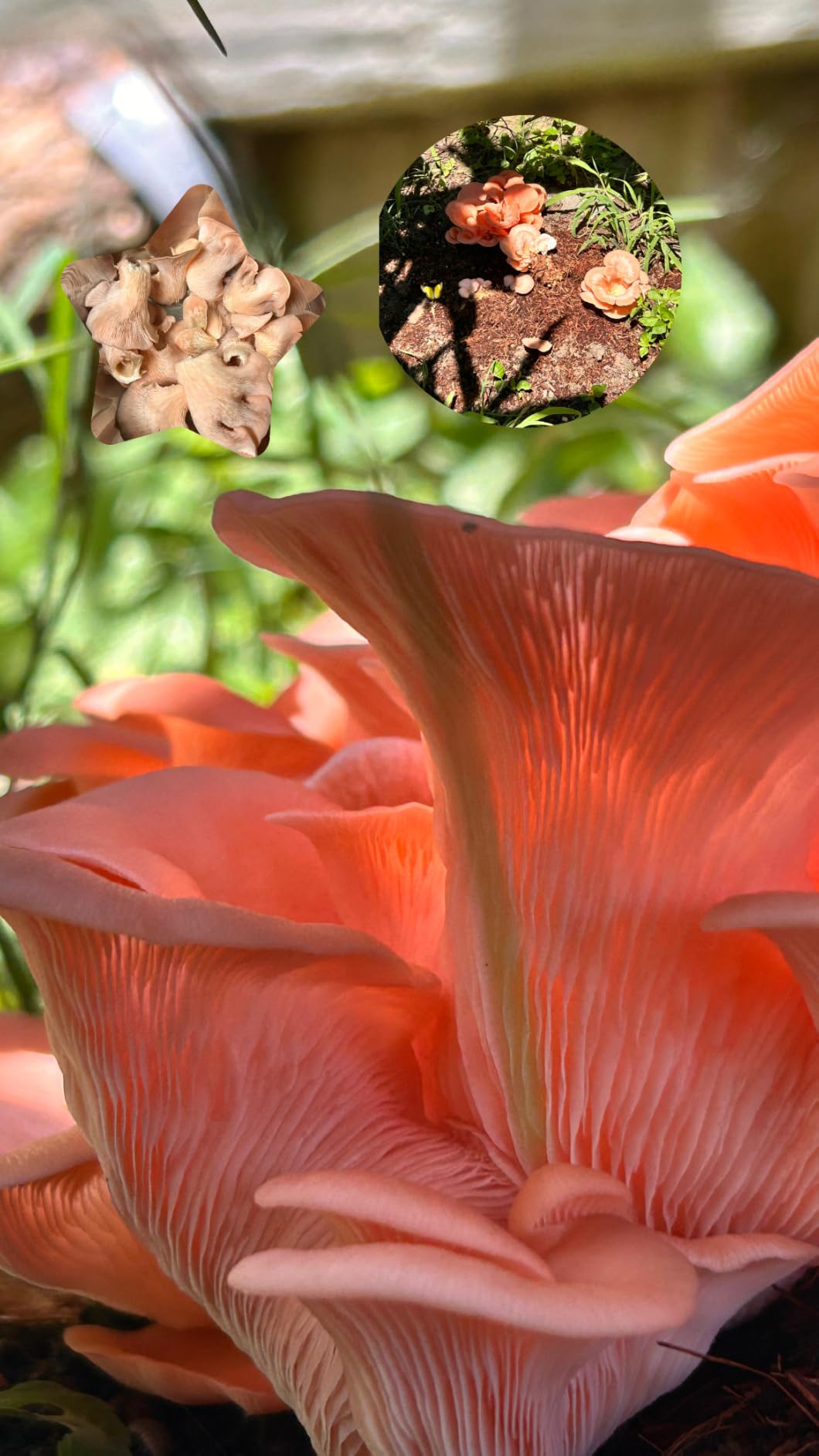 Forest Origins Pink Oyster Mushroom Grow Kit, Ready to Grow Indoors customer photo 2