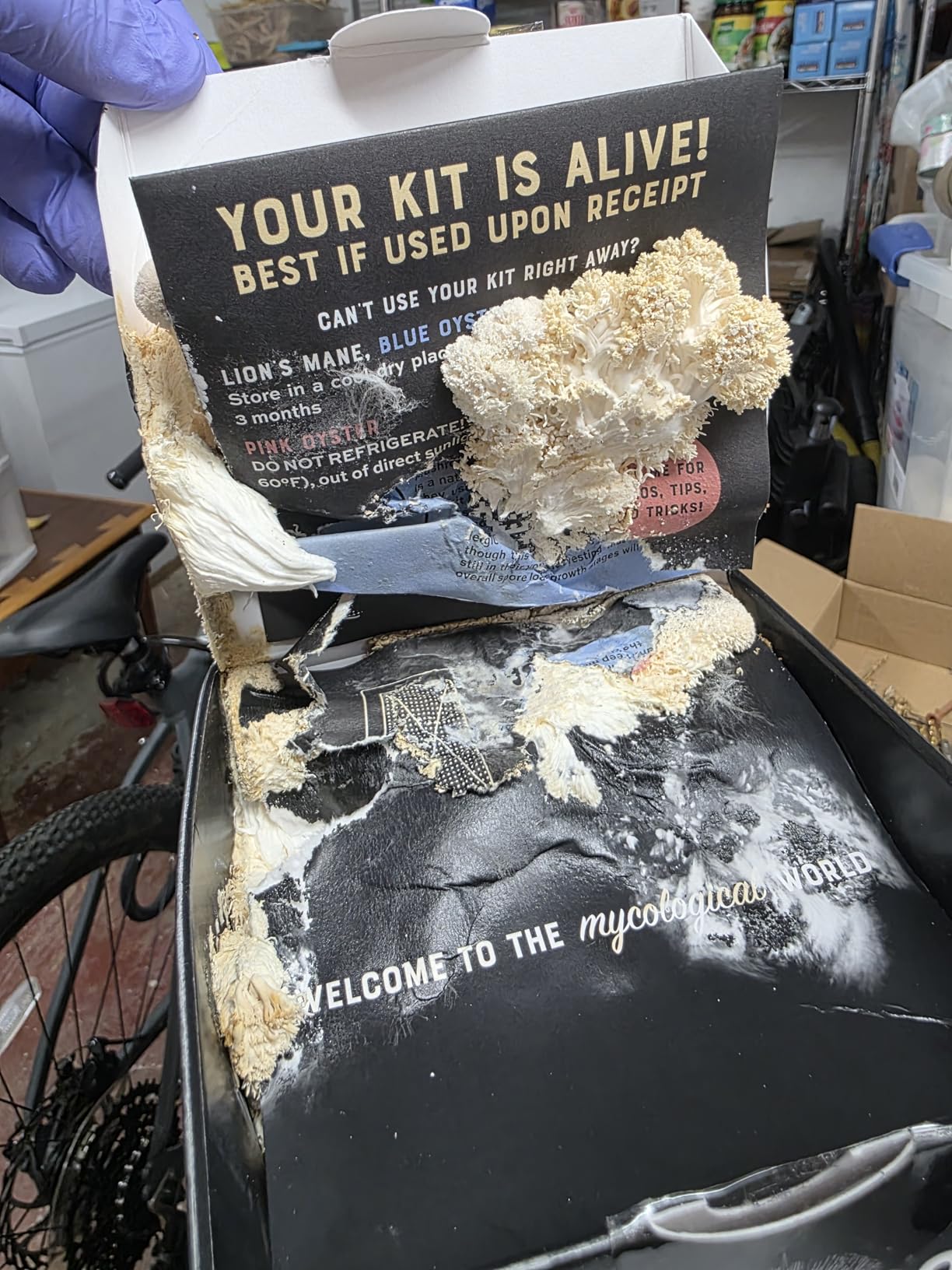 North Spore Organic Lion's Mane Mushroom Grow Kit, 4 lbs customer photo 2