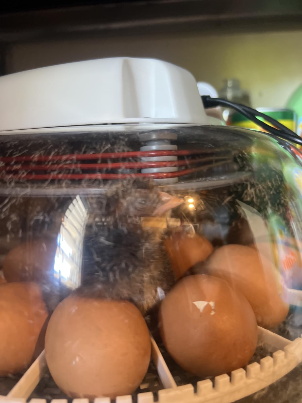 Harris Farms Nurture Right Egg Incubator with Auto Turner, Holds 22 Eggs customer photo 1