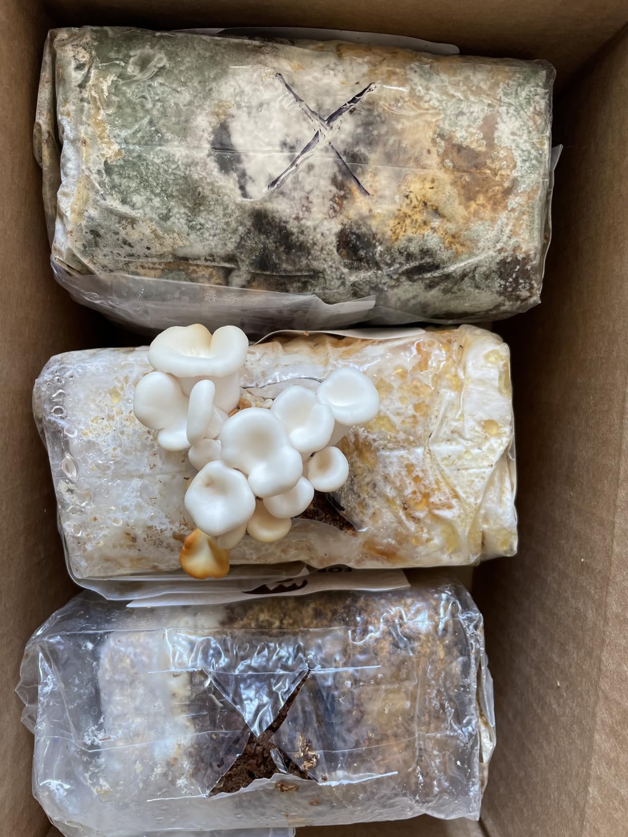 Forest Origins Specialty Trio Oyster Mushroom Kits, Pink Brown White 3-Pack customer photo 2