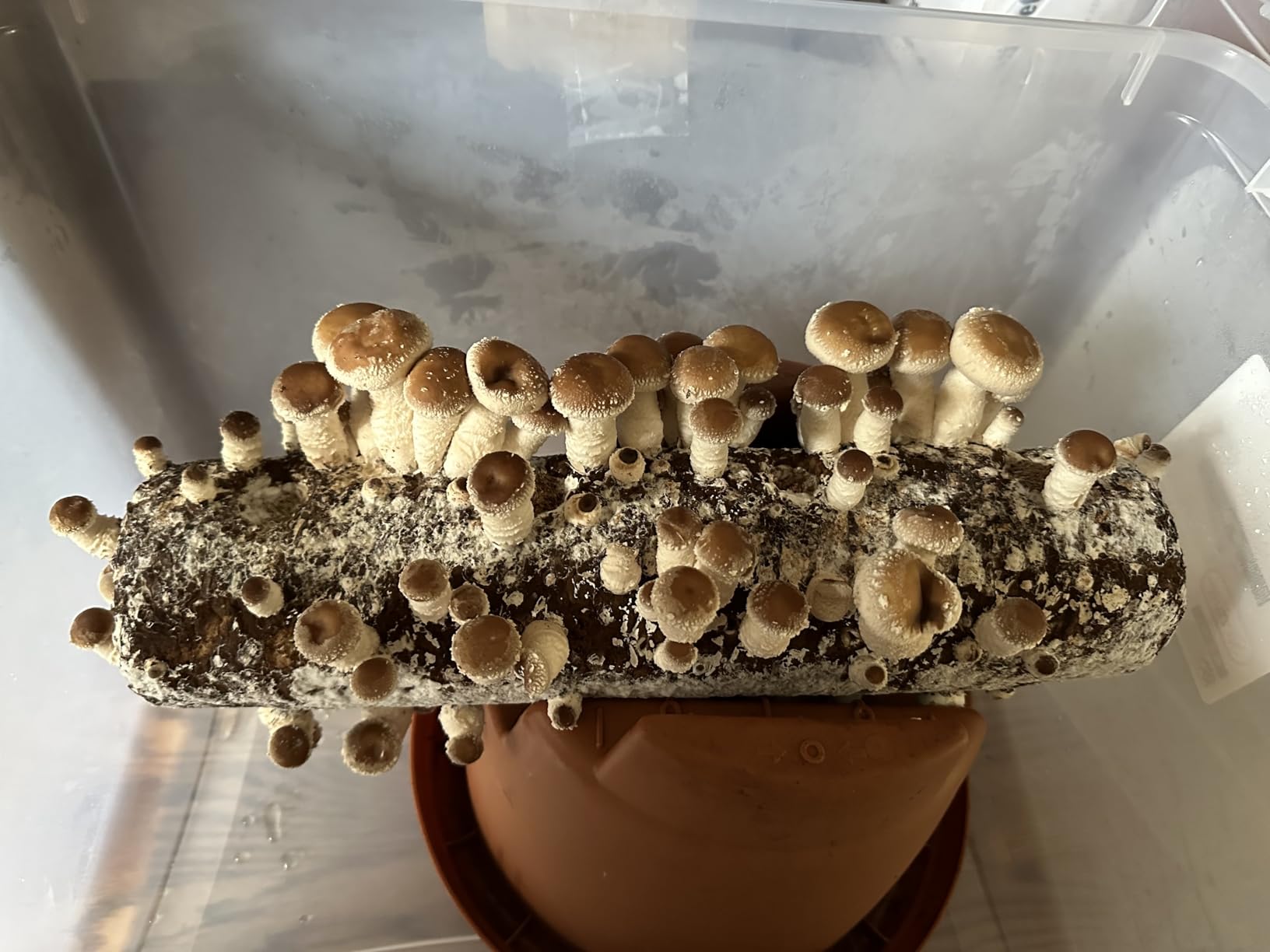 Root Mushroom Farm-Shiitake Mushroom Grow Kit-Starting Right Away Once Received customer photo 1